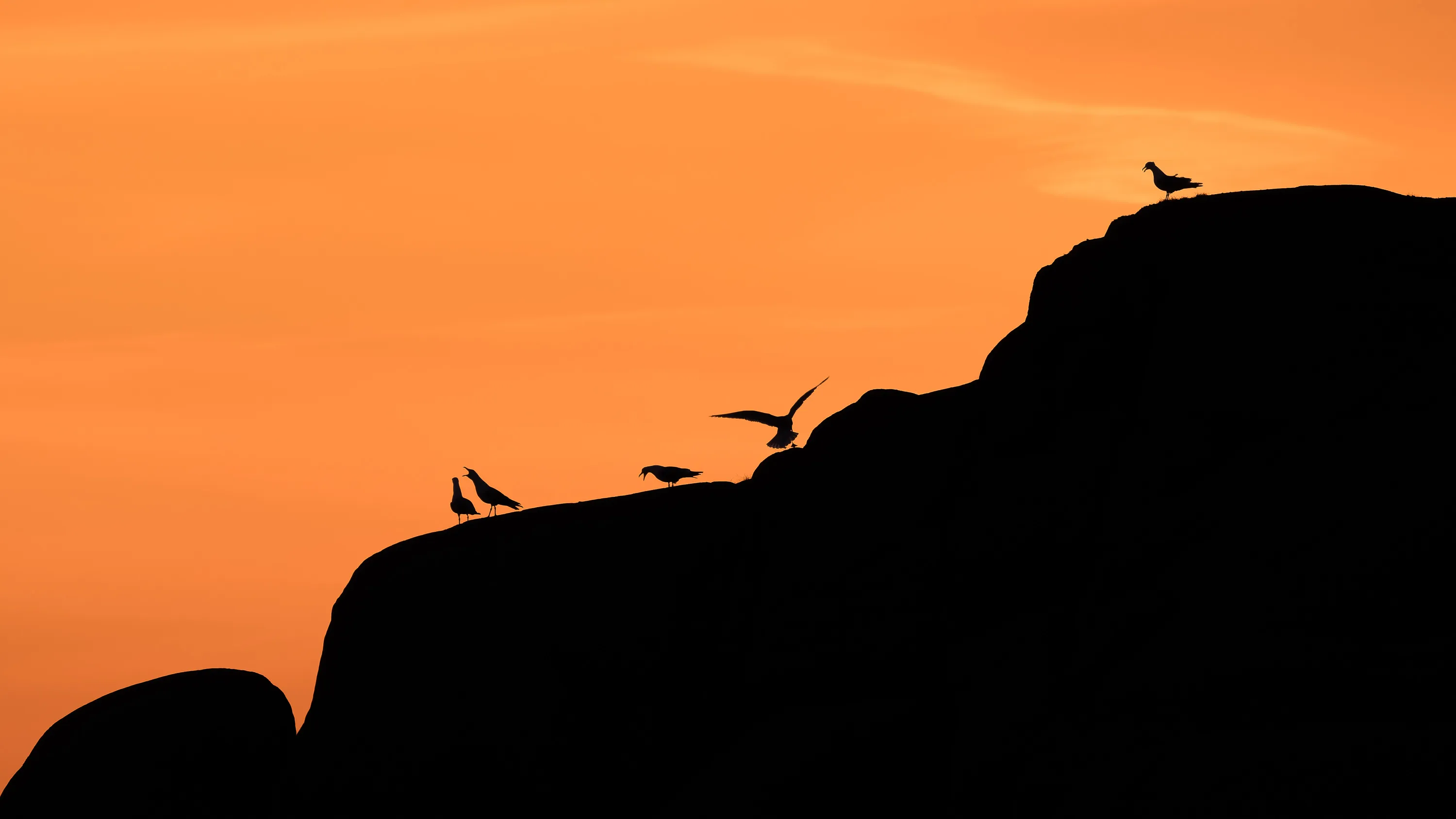 Seagull silhouettes perched on rocky cliffs at sunset