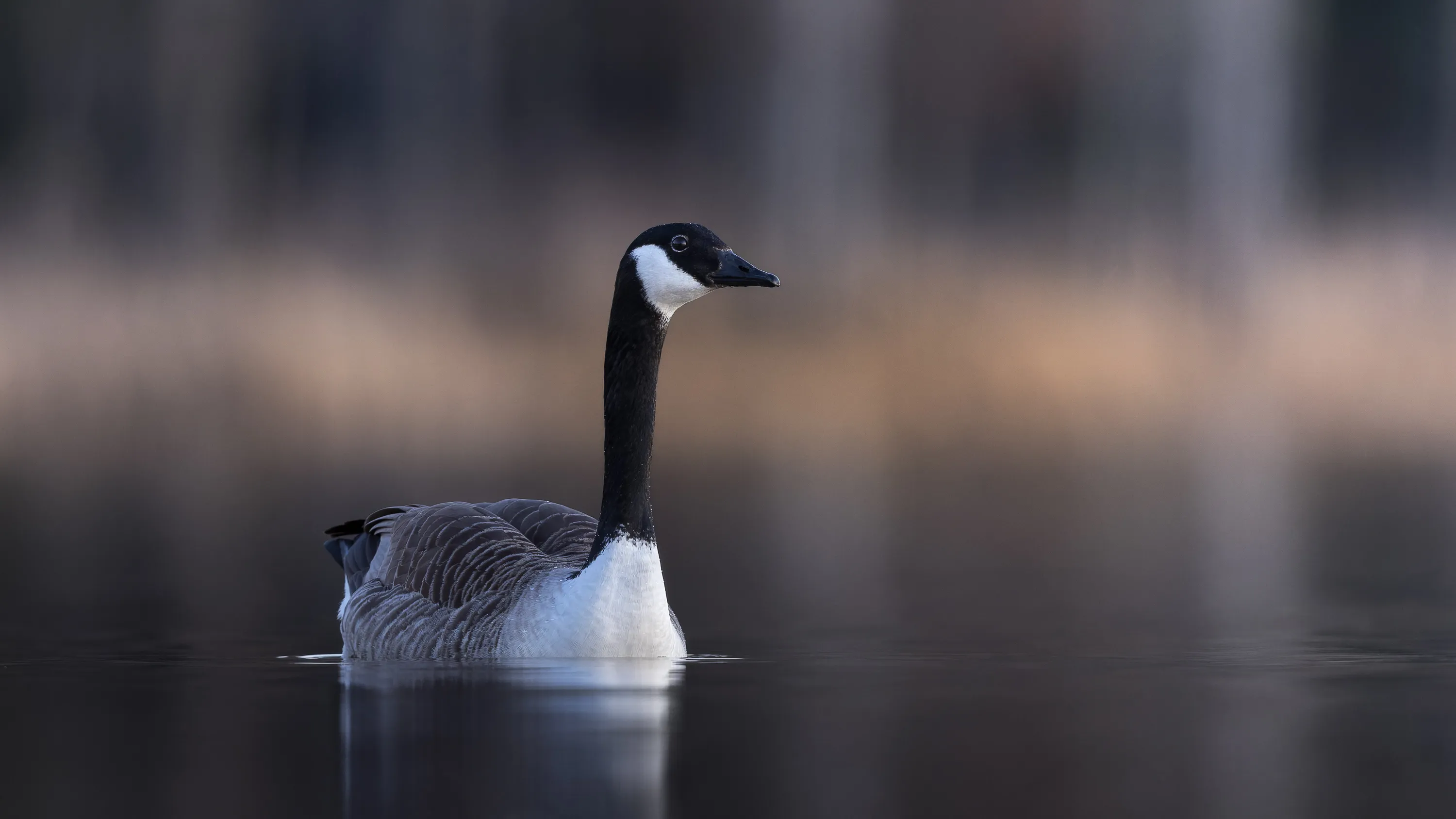 Canada Goose swimming calmly on a still dark lake