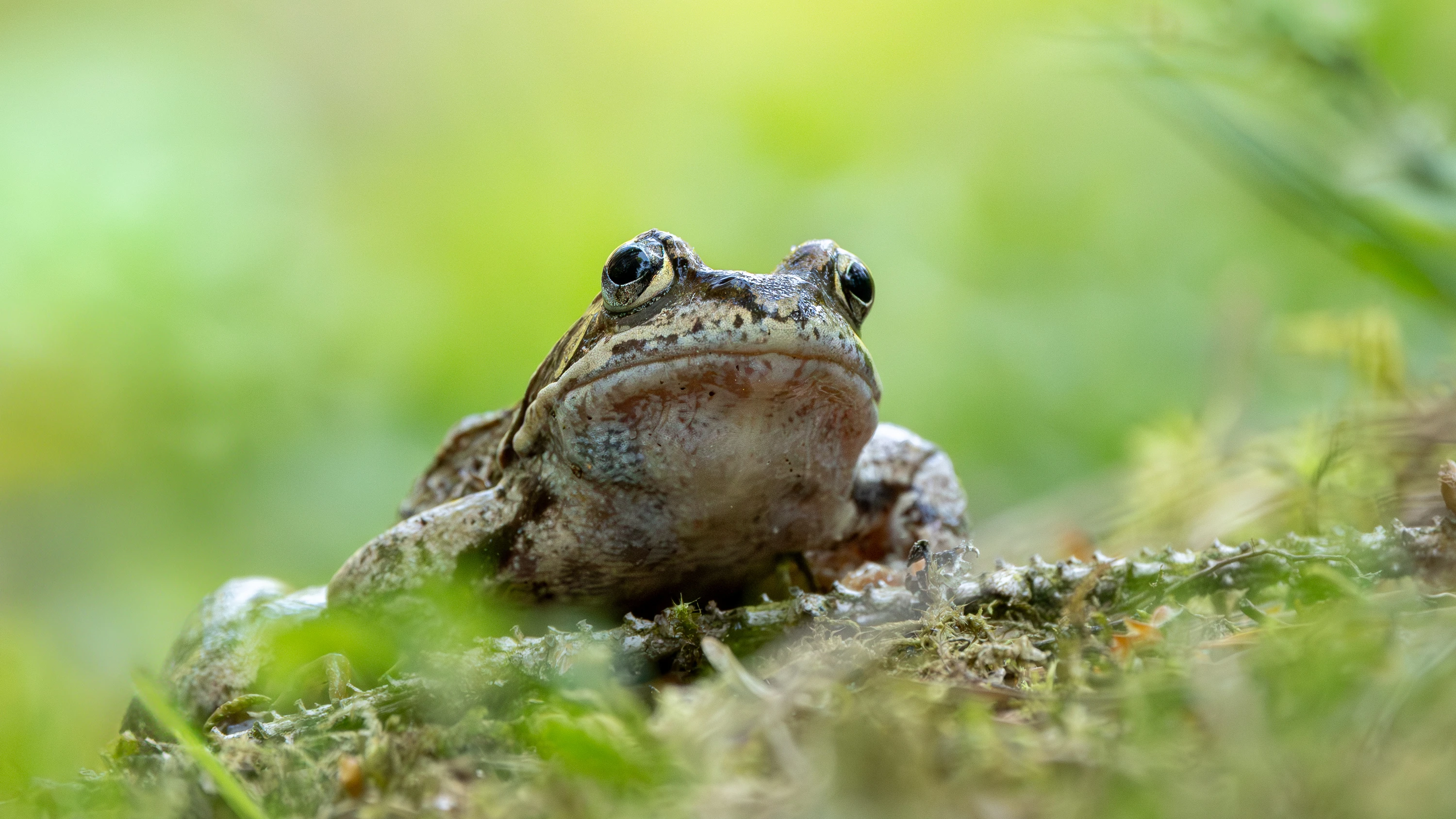 A common frog sitting alert on mossy ground in green vegetation