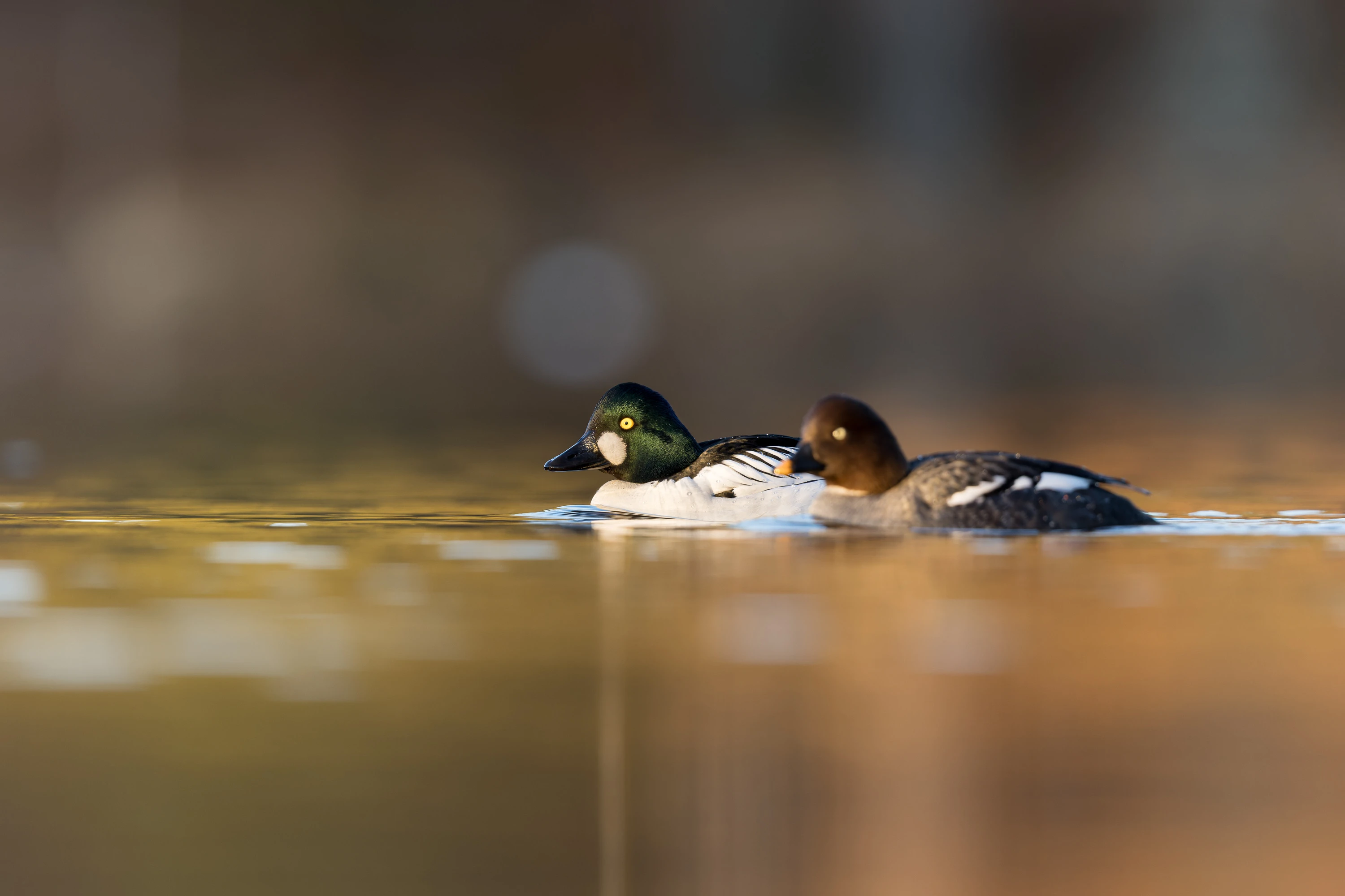 Male and female goldeneye ducks swimming on calm water