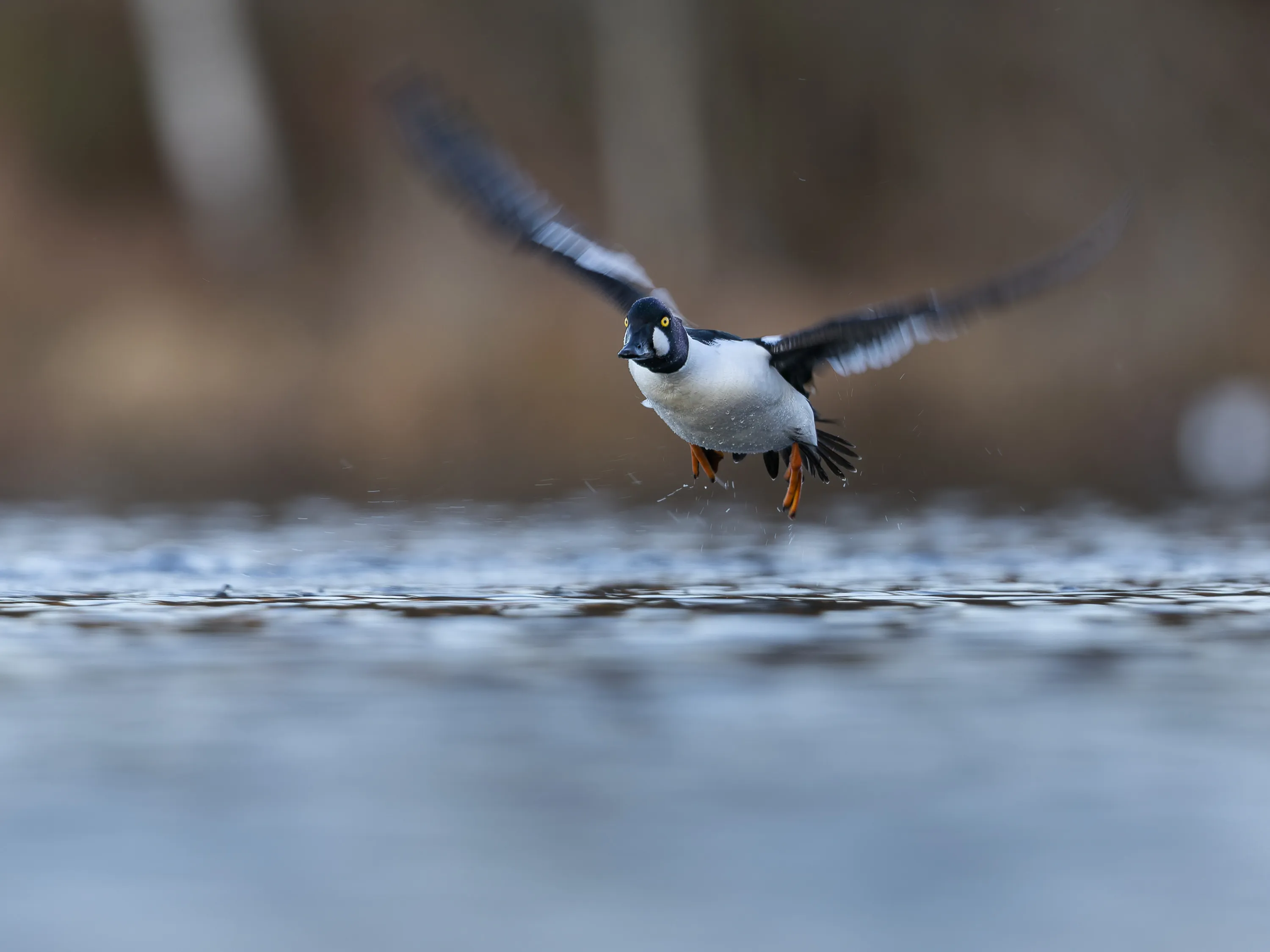 Male goldeneye duck landing on a calm river in winter