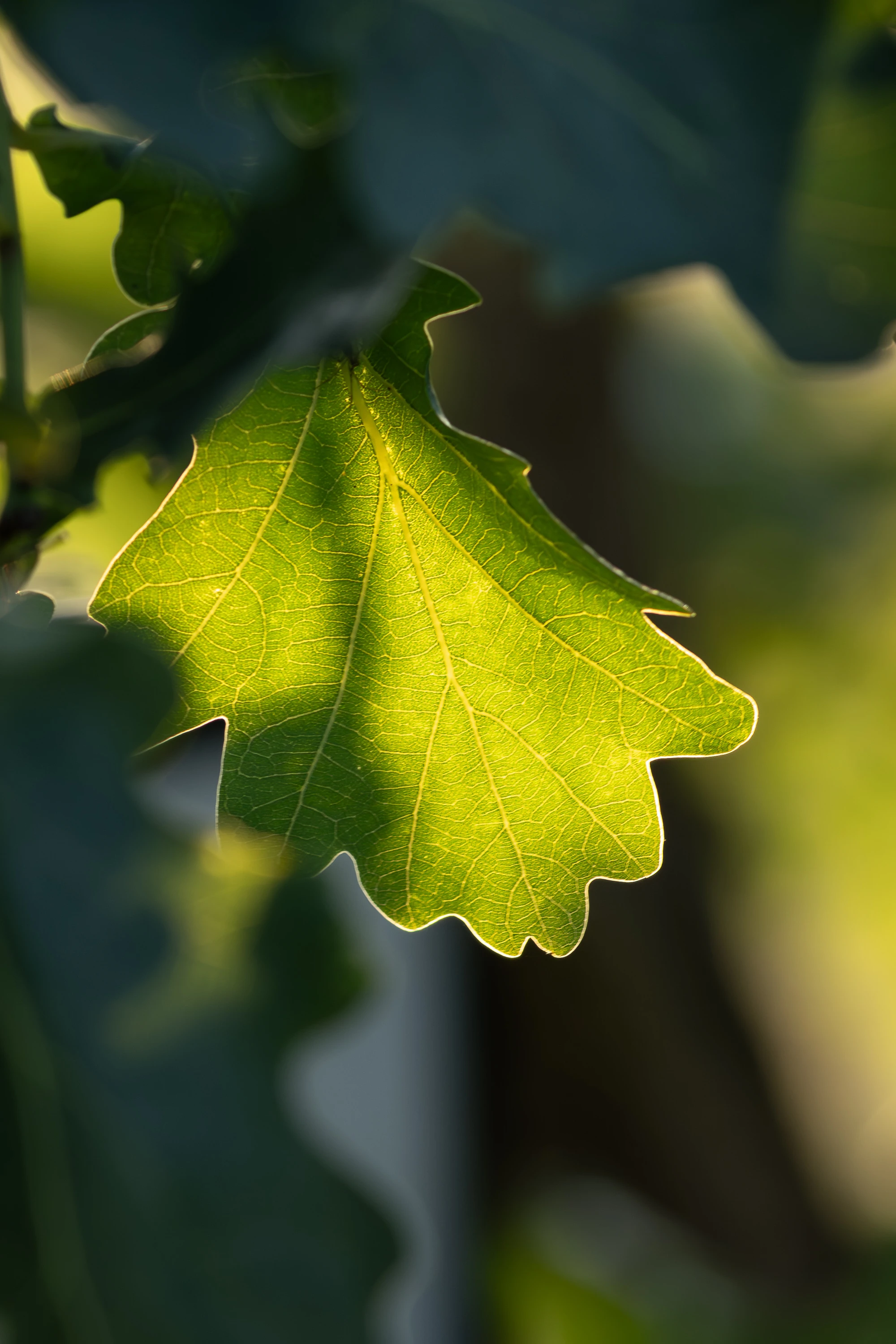 Backlit green oak leaf glowing in golden sunlight