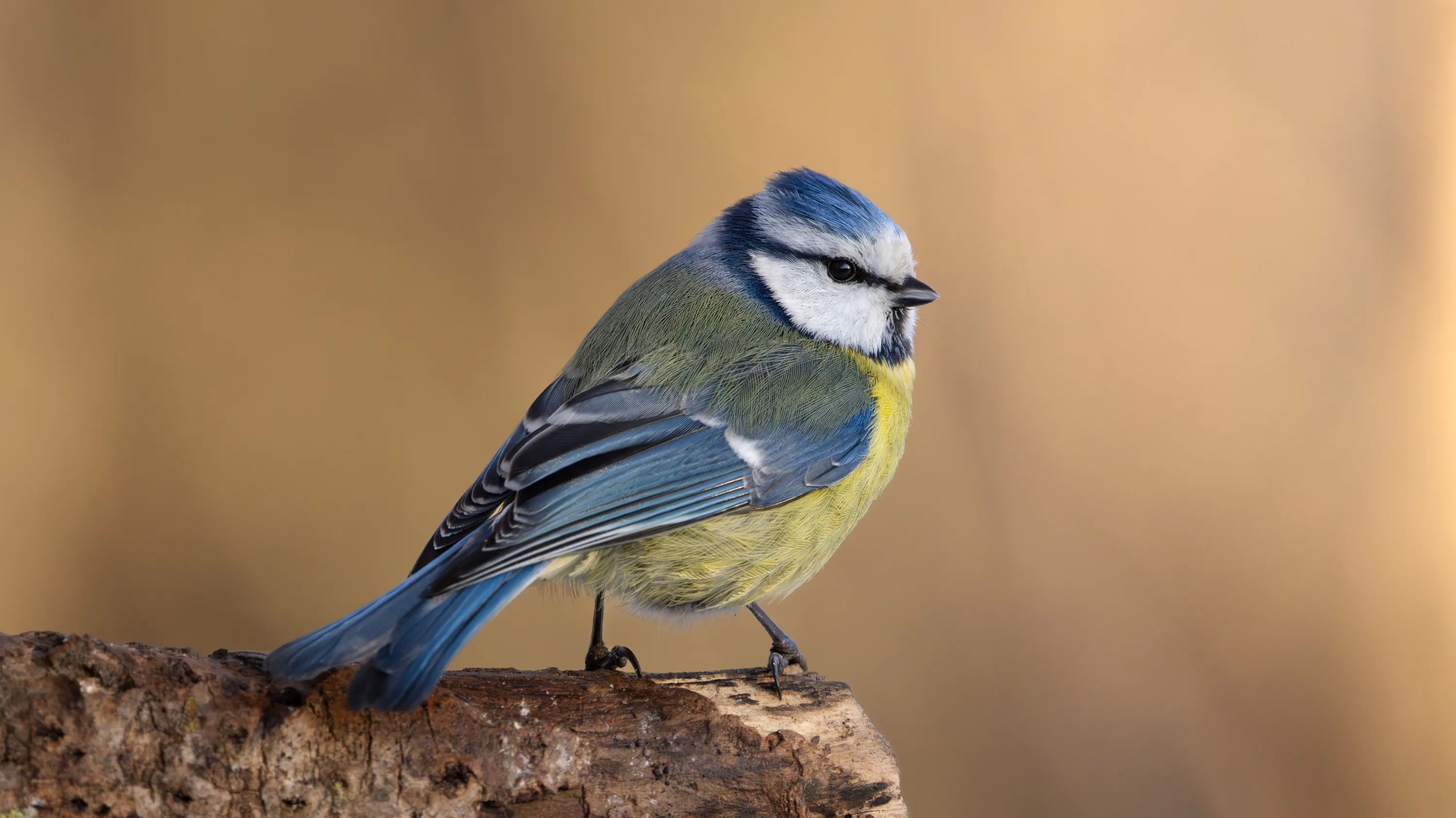 A blue tit perched on a weathered log stump