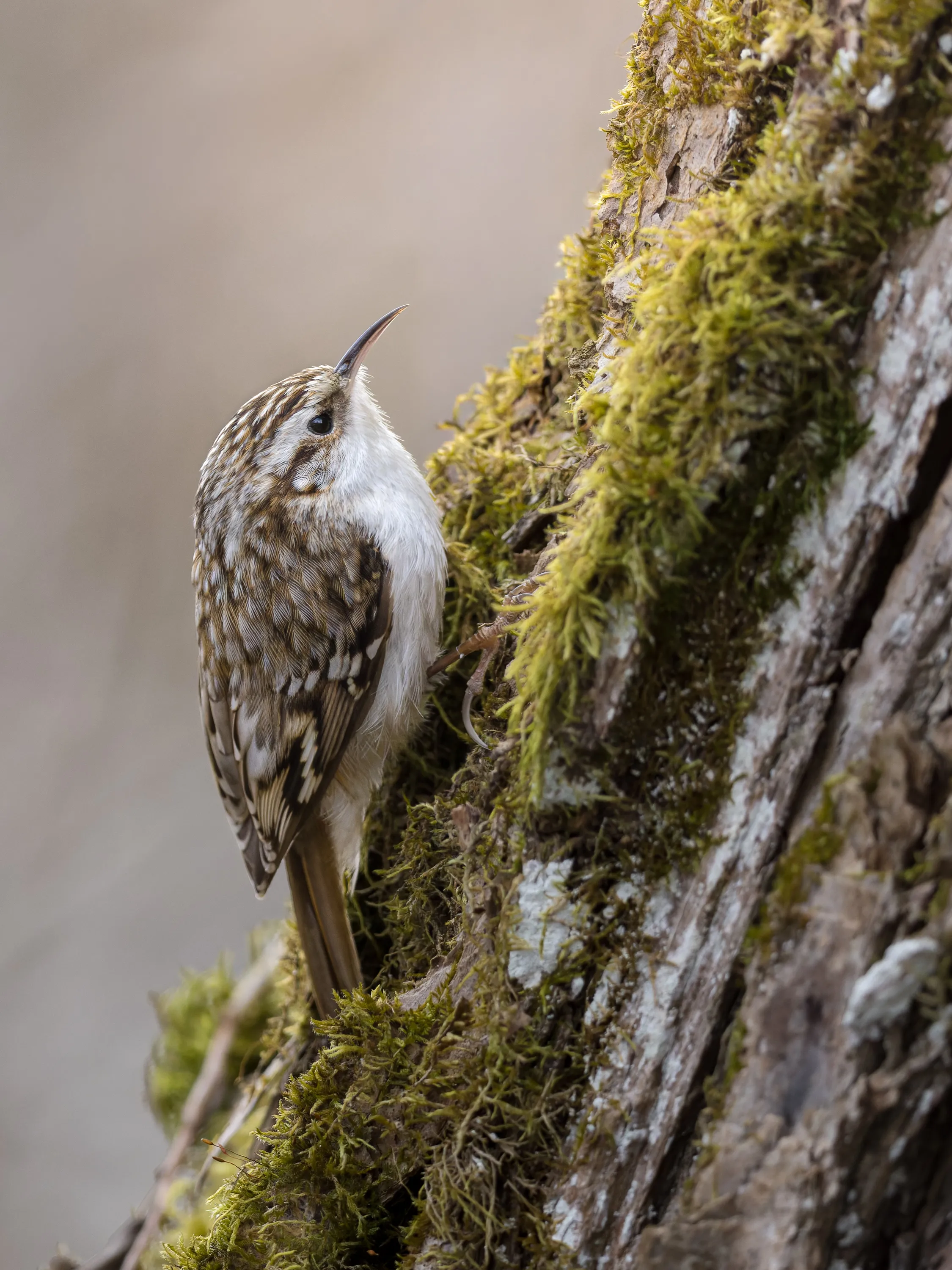 A treecreeper clings to a moss-covered tree trunk, bill raised