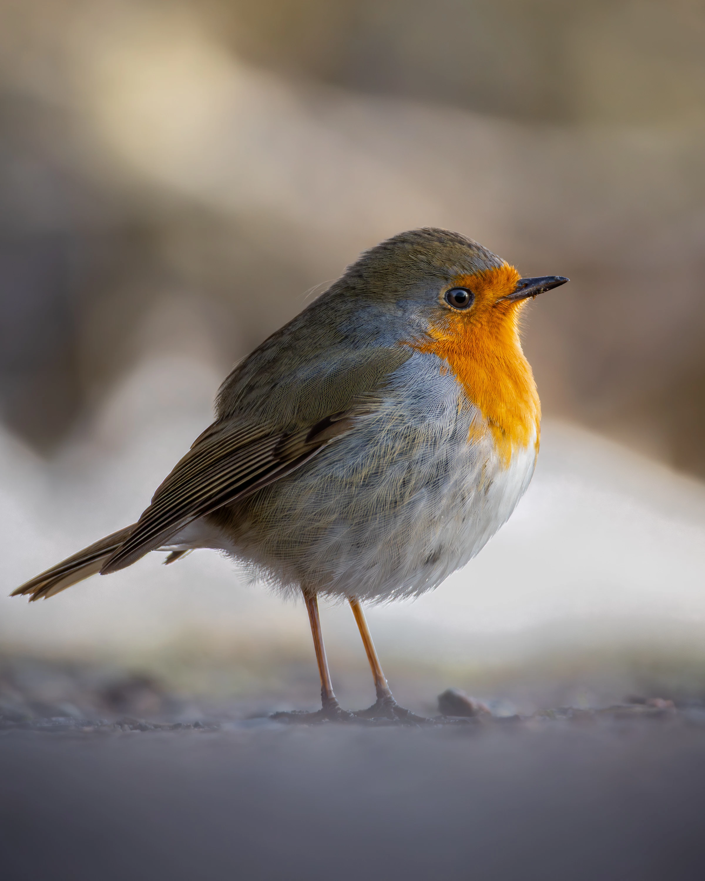A robin stands alert on sandy ground in soft light