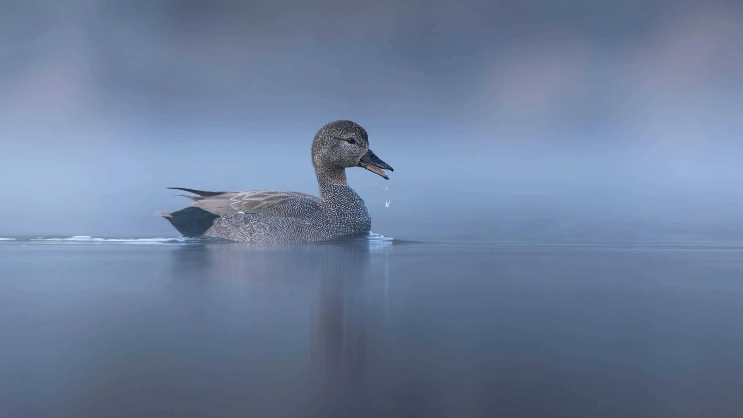 A Gadwall duck swimming on calm misty blue water