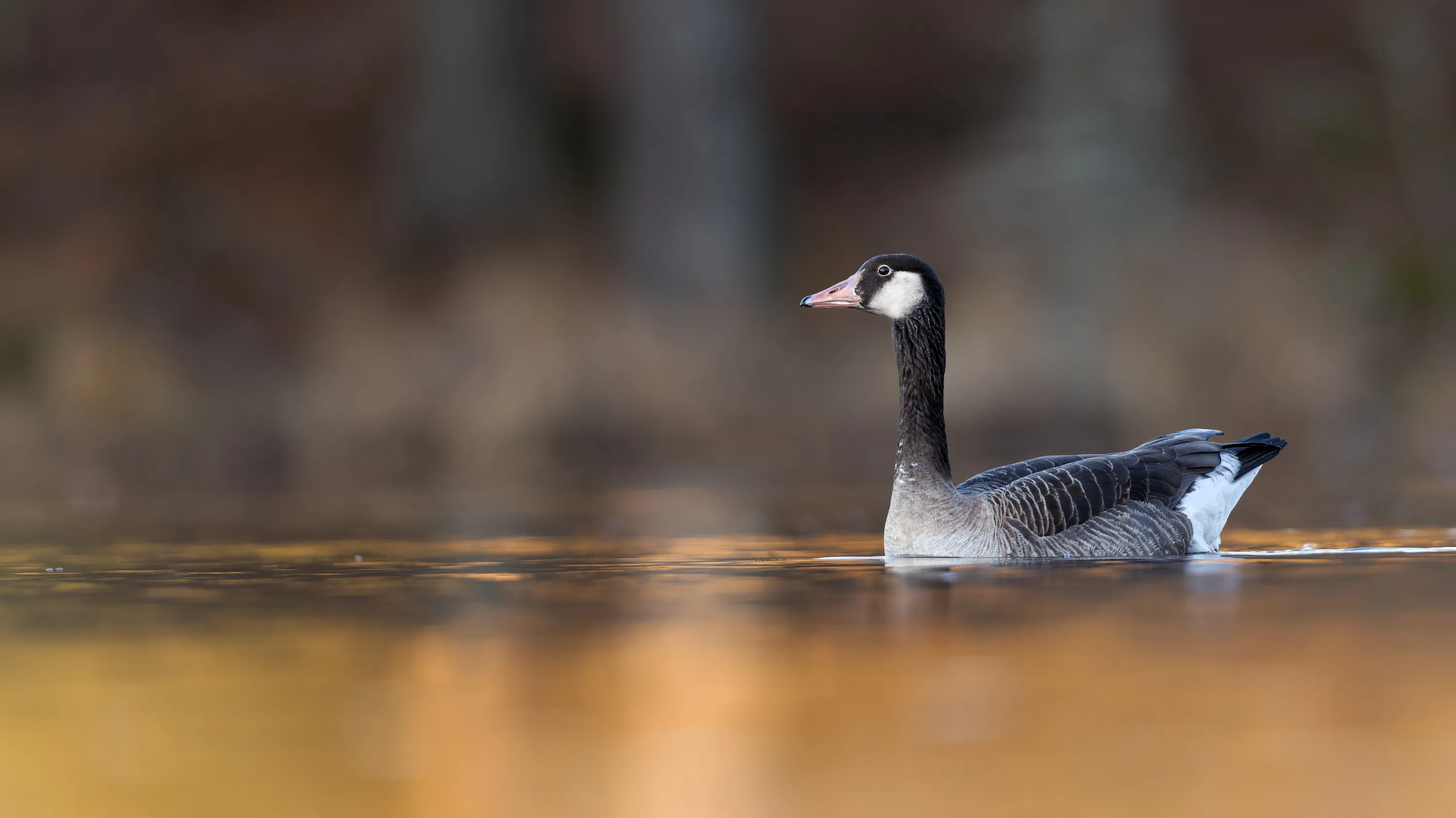 A Canada Goose and Greylag Goose hybrid swimming calmly on a golden-lit lake