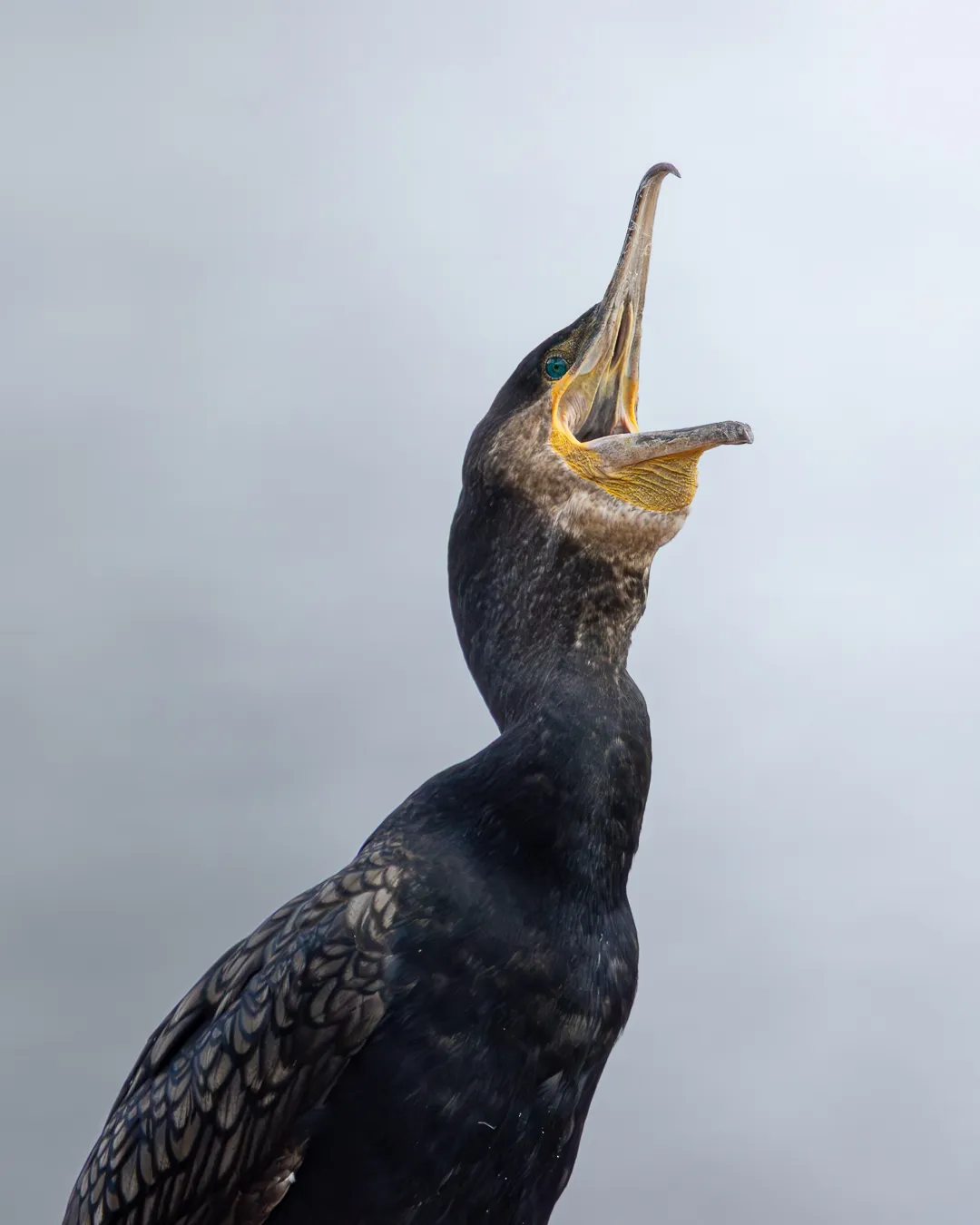 Cormorant tilts head skyward with beak open against grey sky
