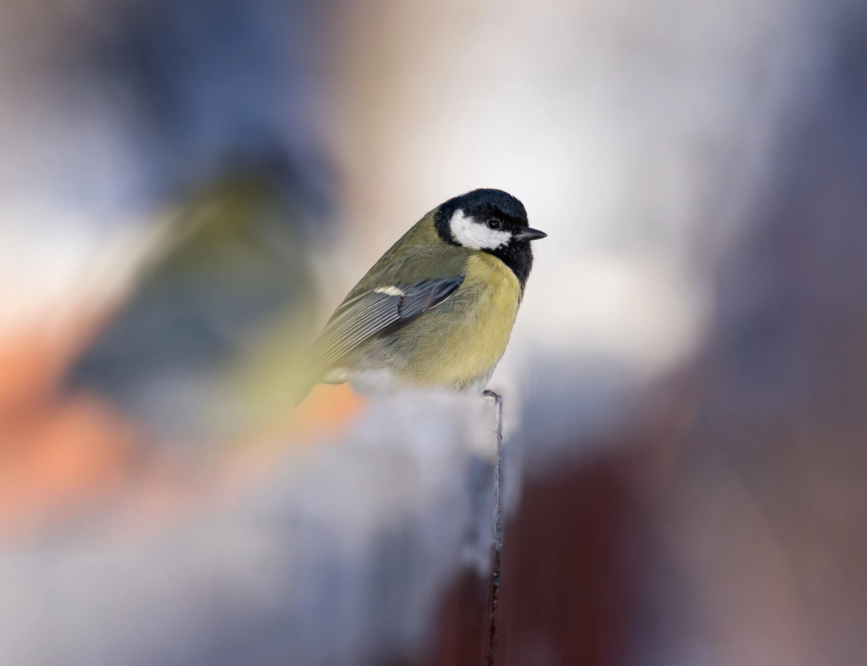 A Great Tit perched on a snowy fence in winter