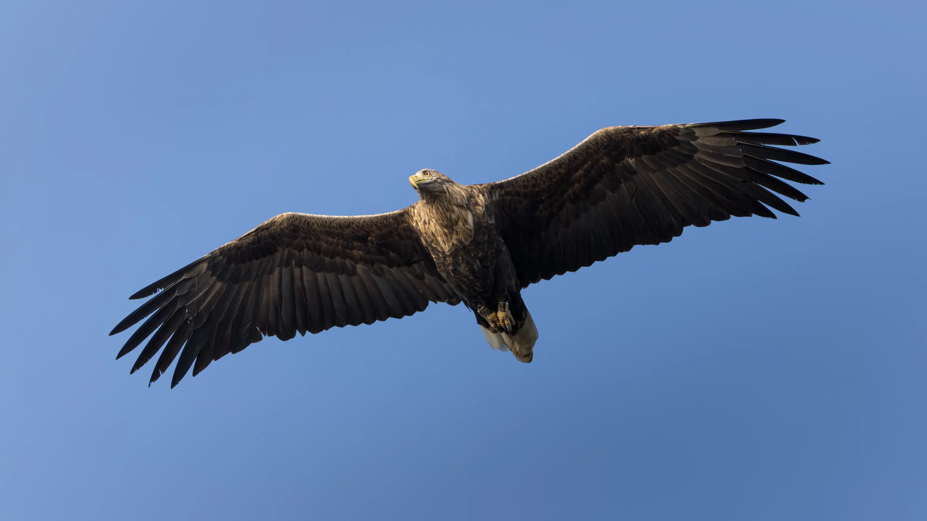 A white-tailed eagle soars with wings spread against a clear blue sky