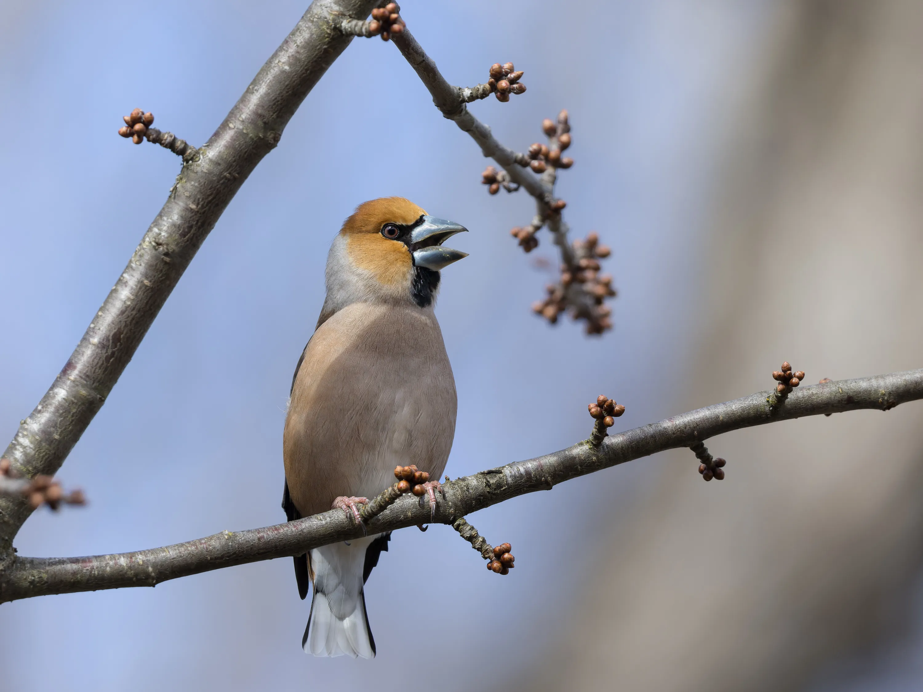 A Hawfinch perched on a budding branch against blue sky
