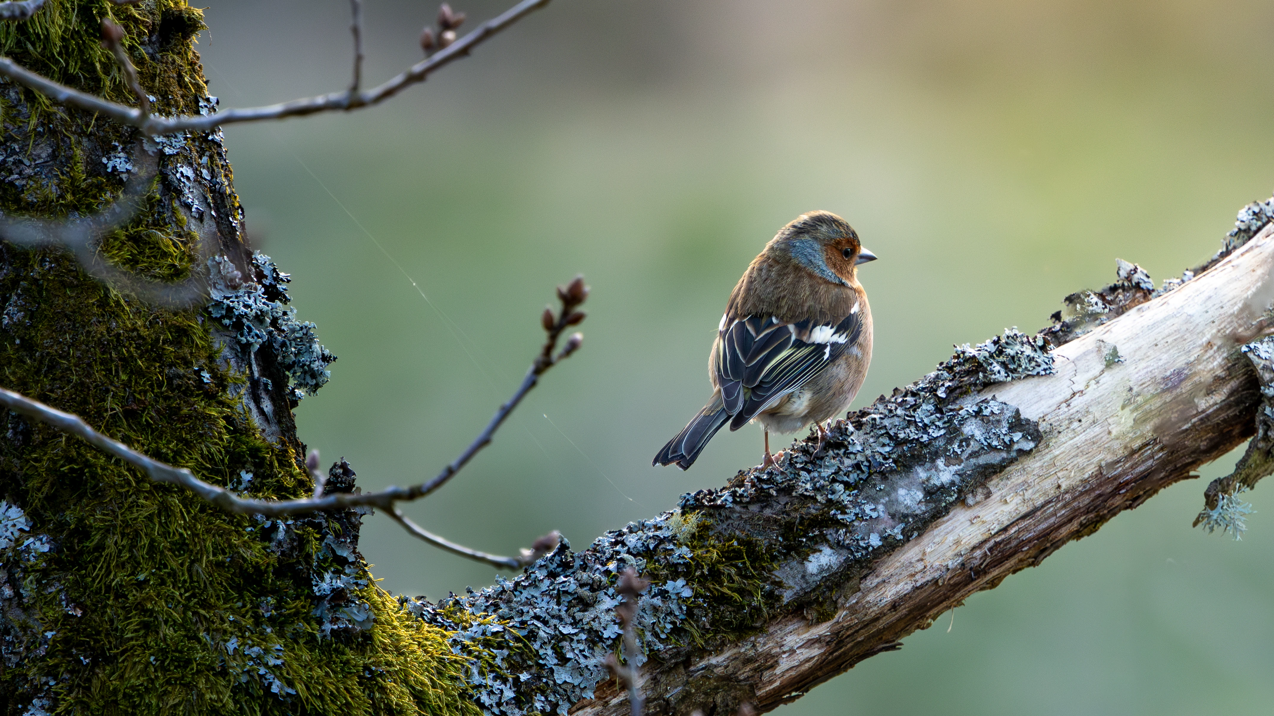 Eurasian Chaffinch