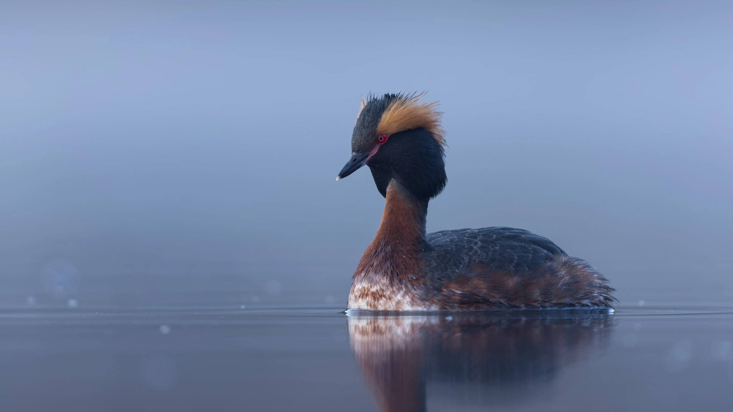 A Horned Grebe floats serenely on calm misty water