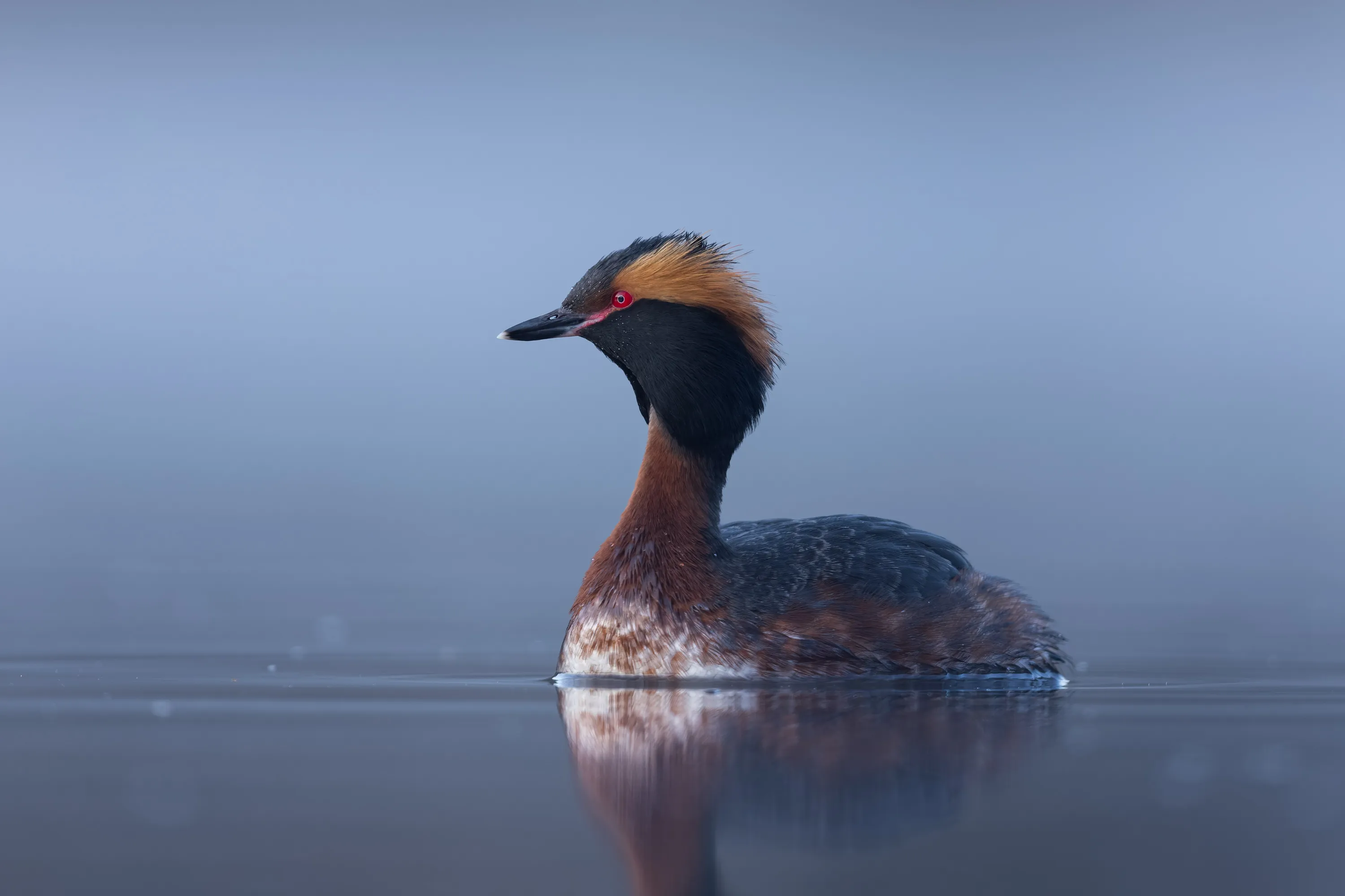 A Horned Grebe in breeding plumage floating on misty calm water