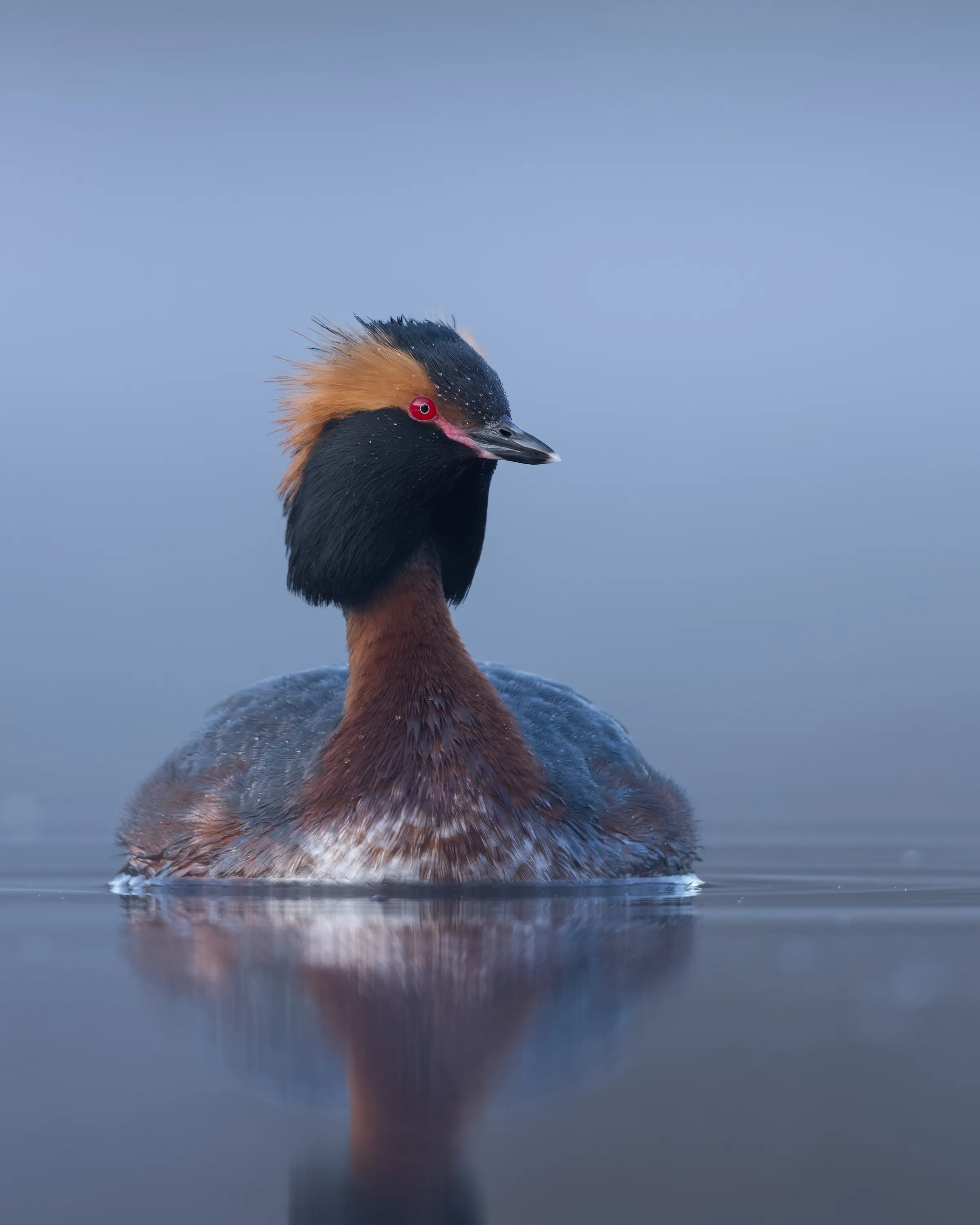 Horned Grebe in breeding plumage floating on calm misty water