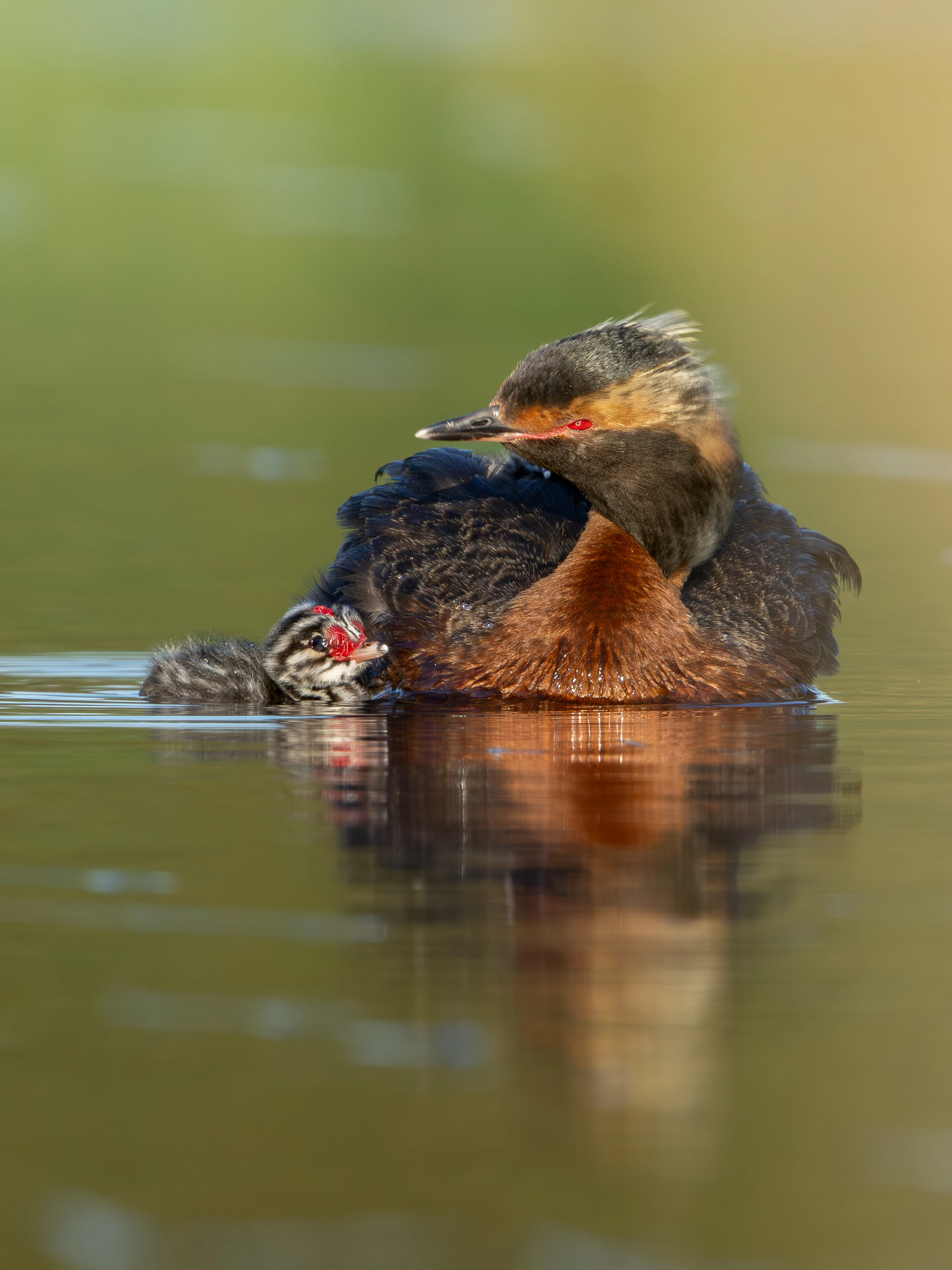Adult Horned Grebe with striped chick on calm water