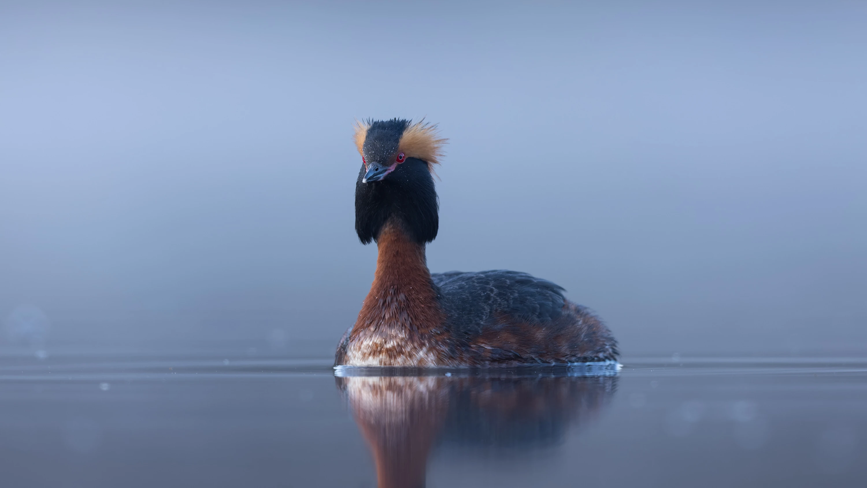 A Horned Grebe in breeding plumage floating on misty calm water