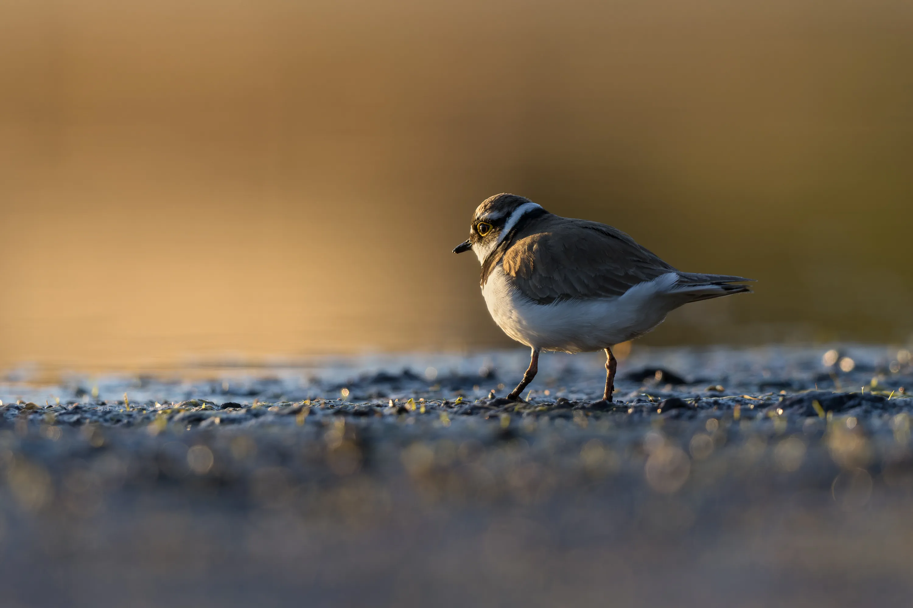 A Little Ringed Plover walking on a gravelly shoreline at golden hour