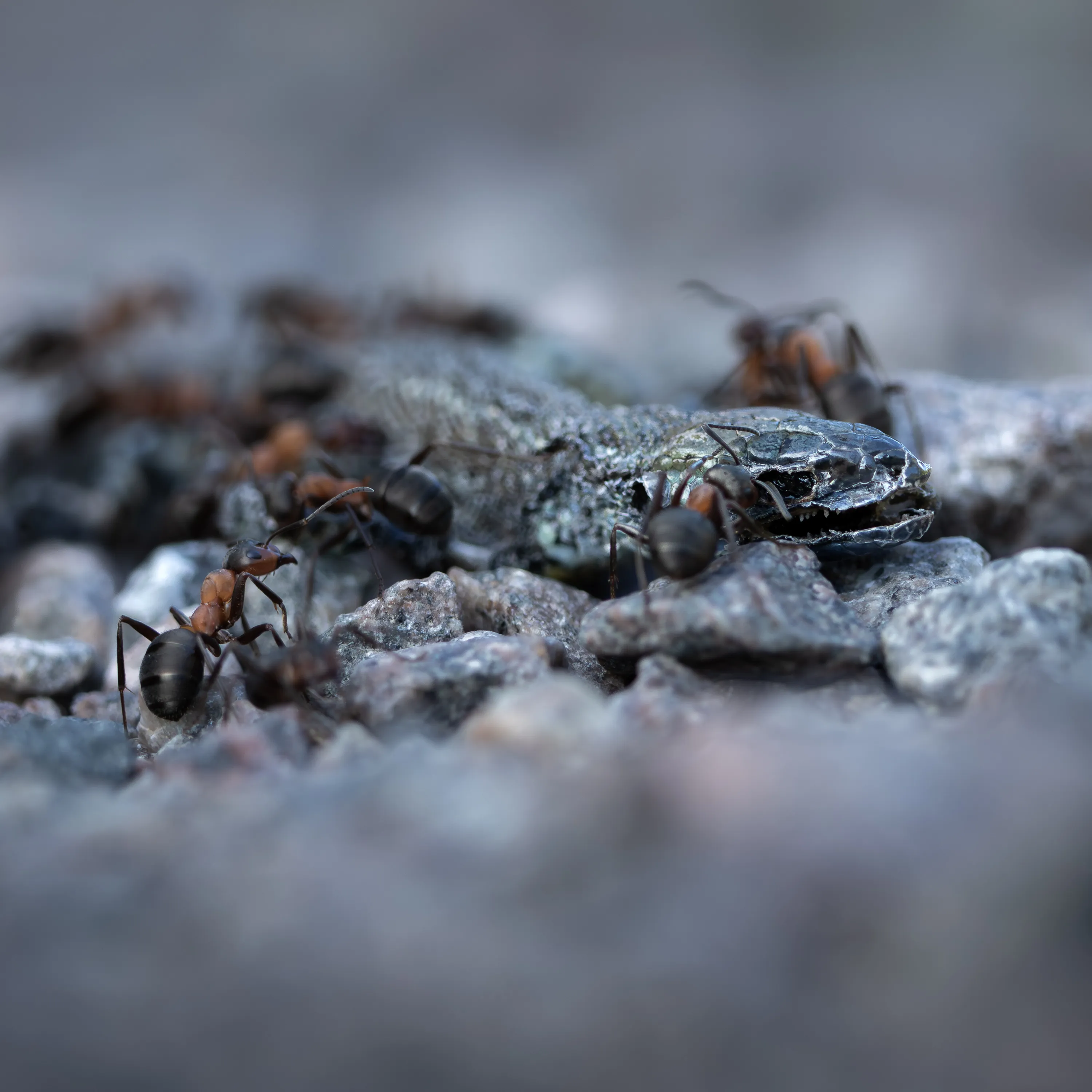 Macro