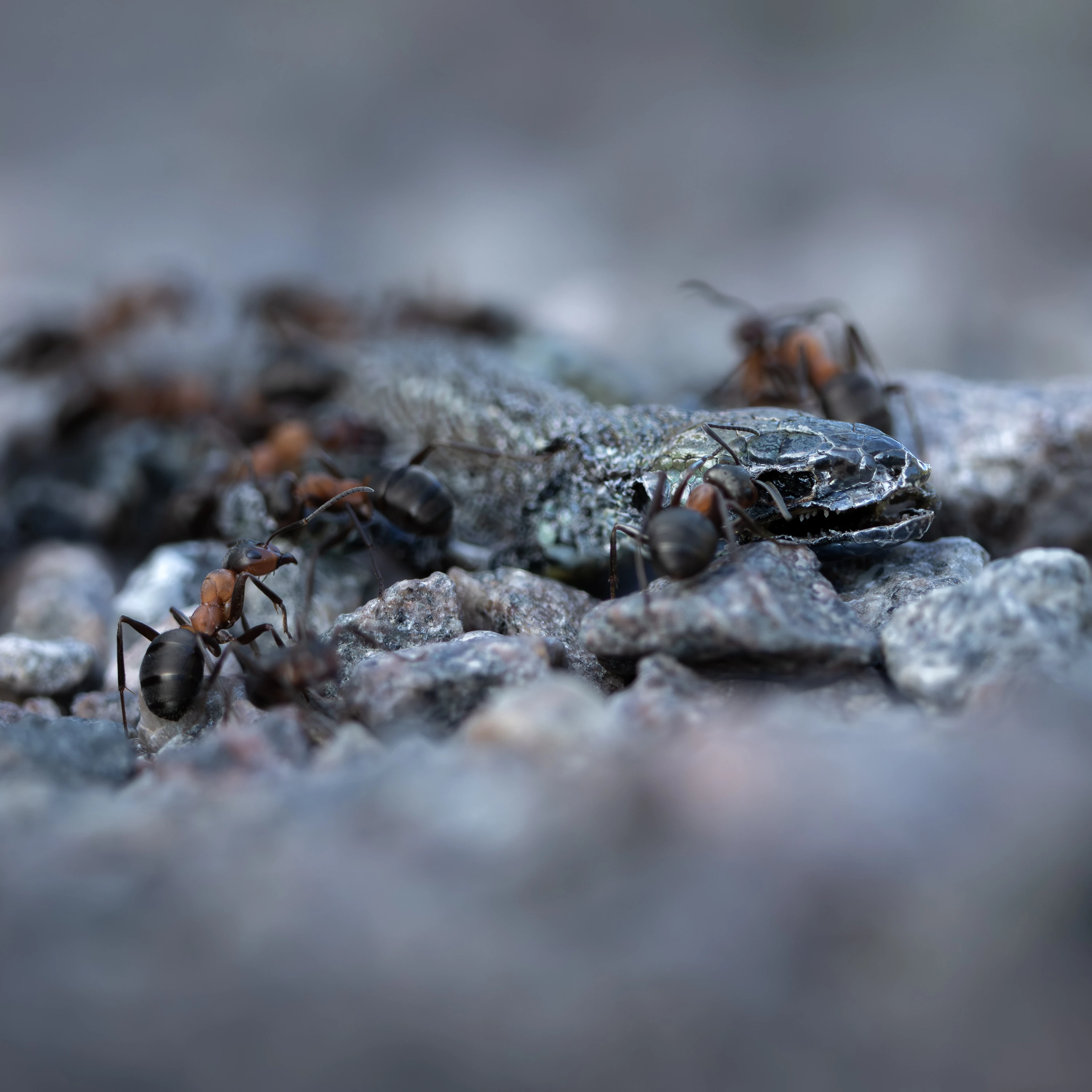 Red wood ants scavenging a dead insect on rocky ground