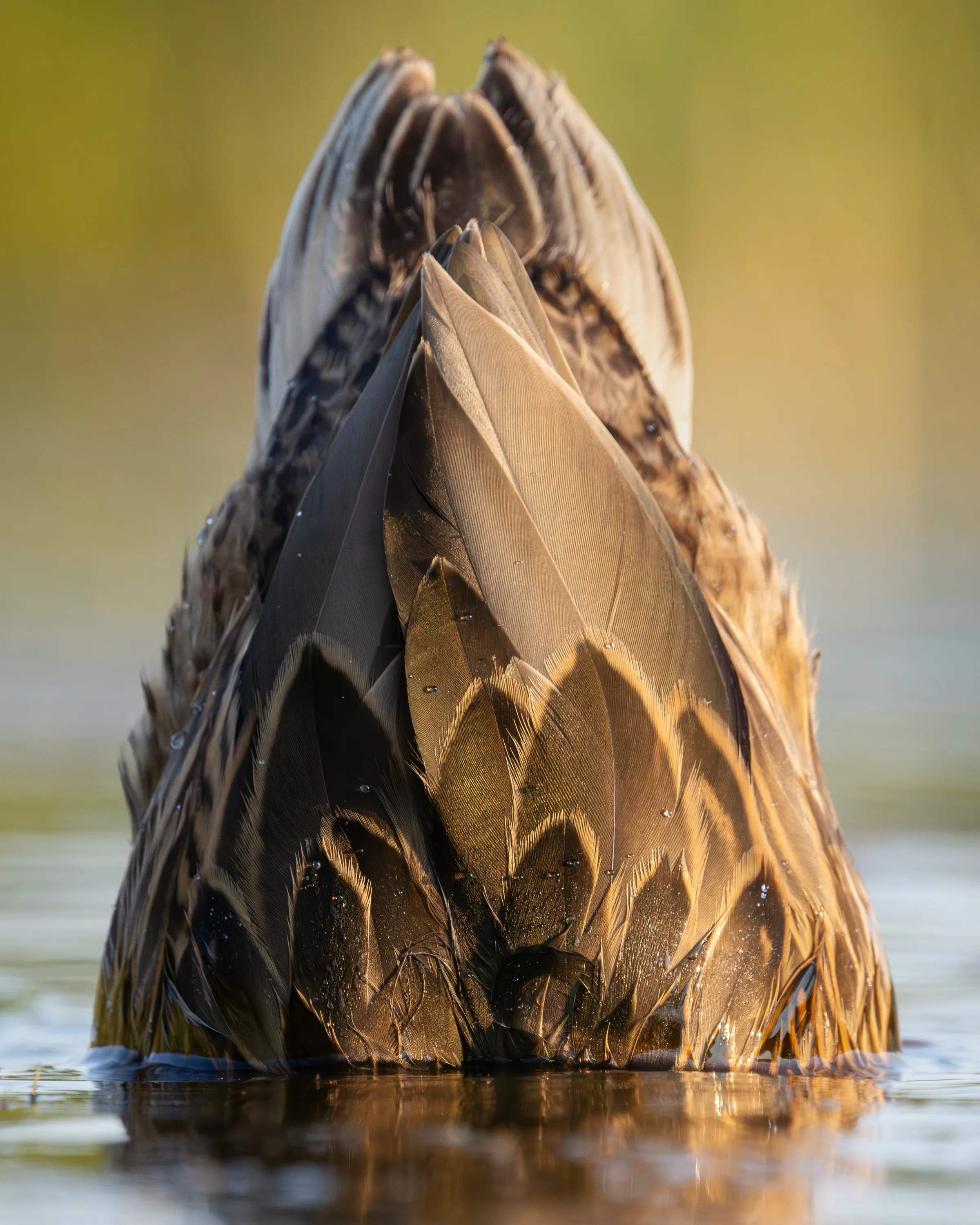 A dabbling duck upended in golden light, tail feathers raised above water