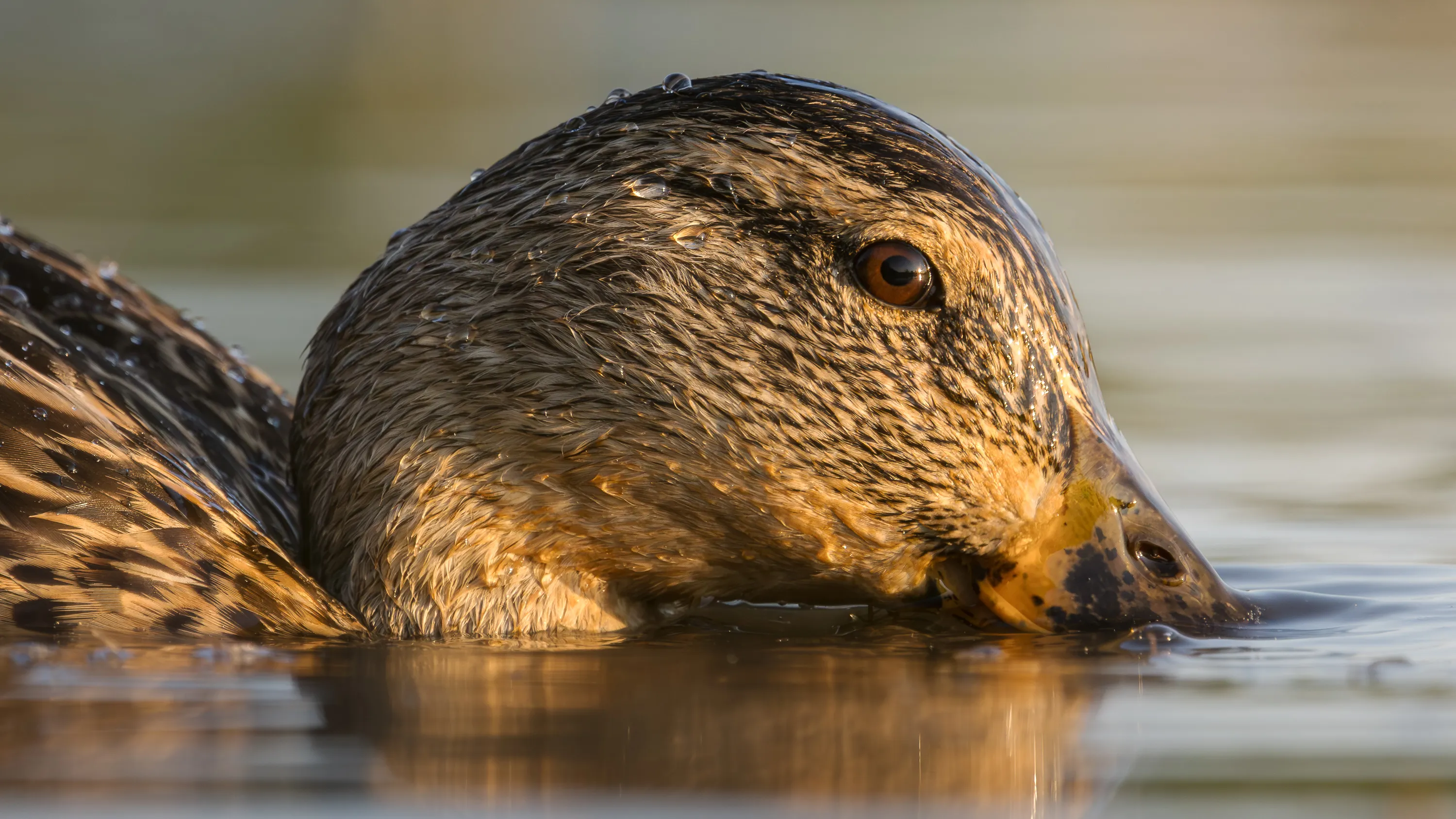 Female mallard duck drinking from a calm water surface