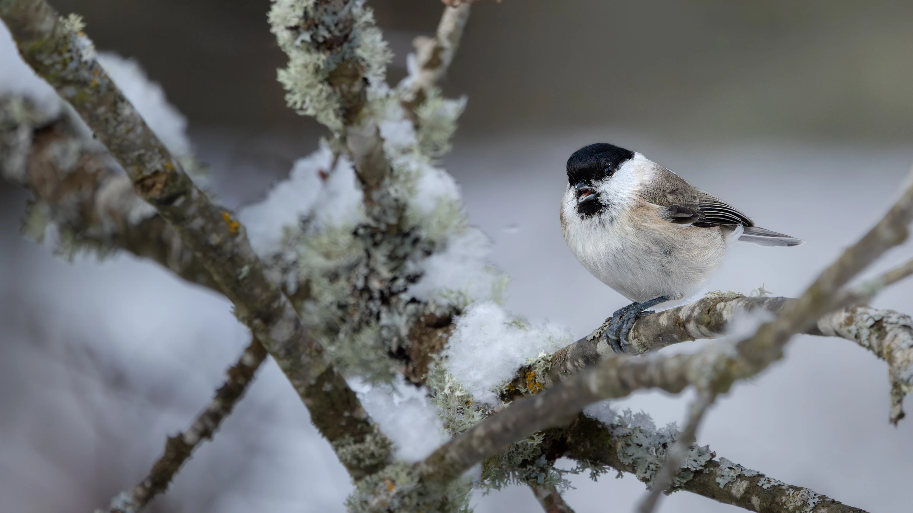 Small tit perched on a snow-dusted lichen-covered branch