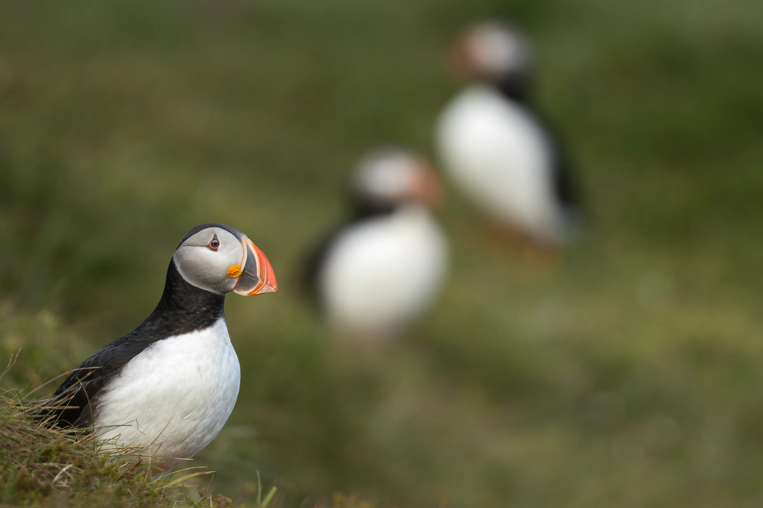 Three puffins resting on a grassy coastal clifftop