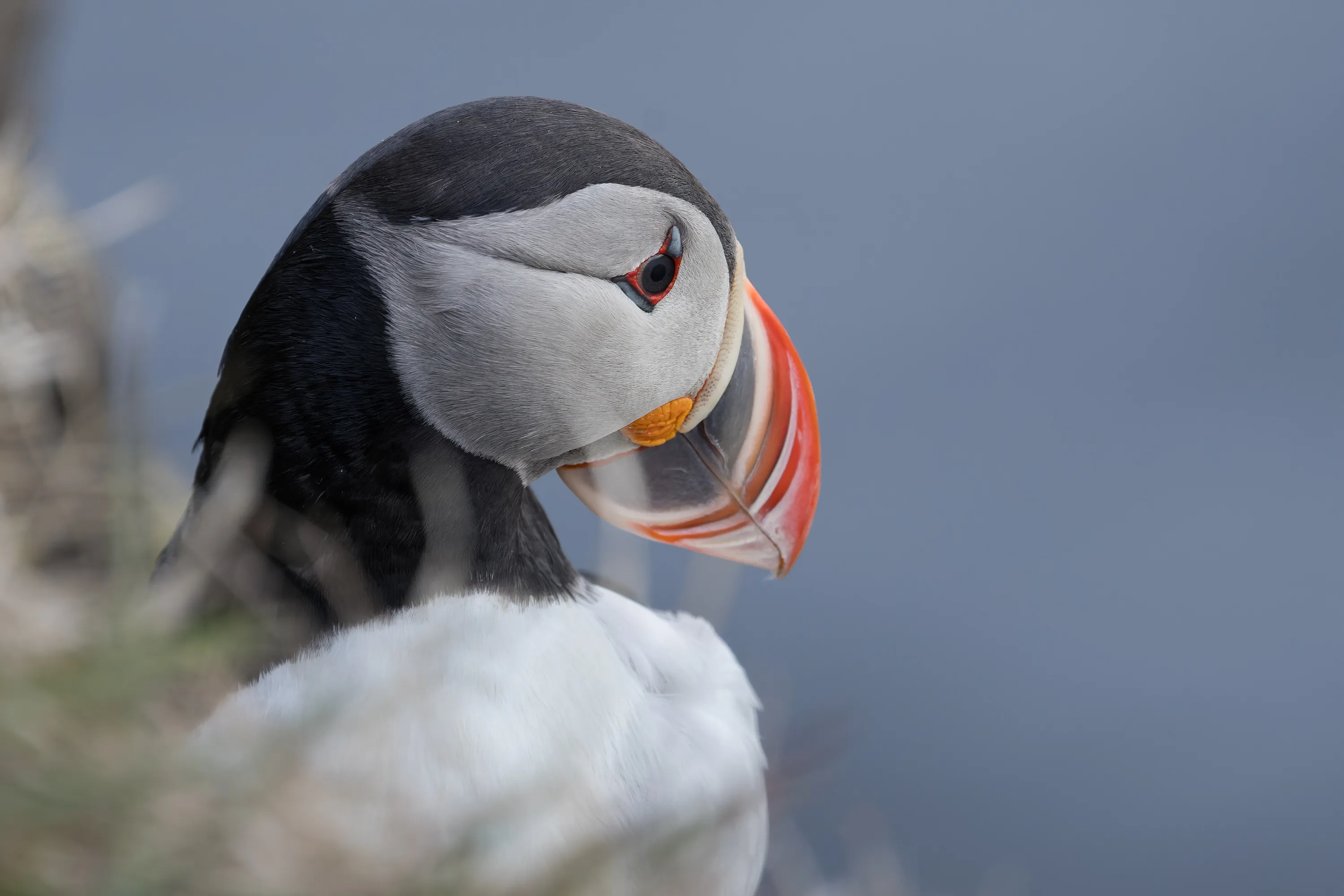 A puffin turns its head showing its colorful beak