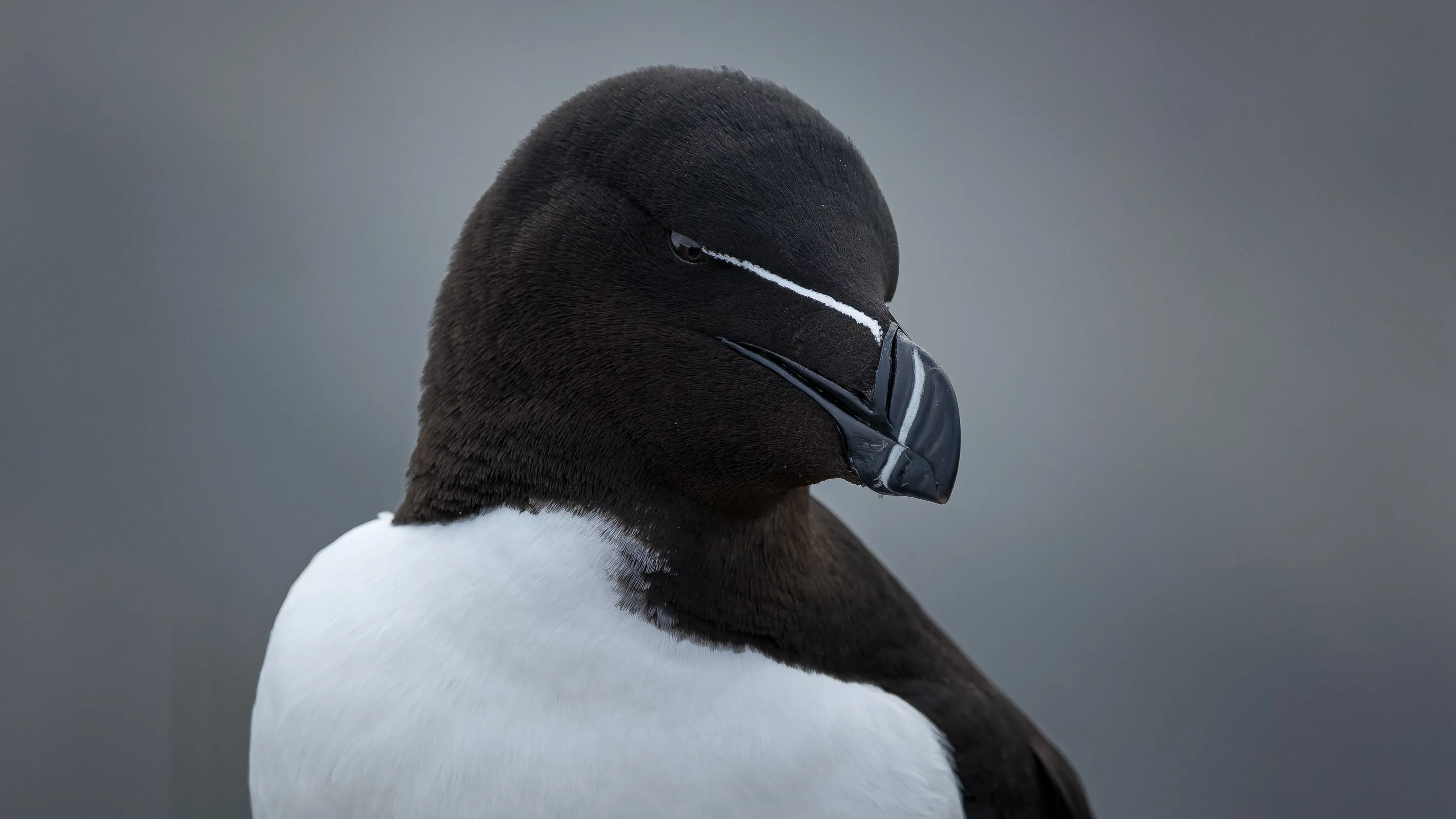 A Razorbill in breeding plumage against a grey background