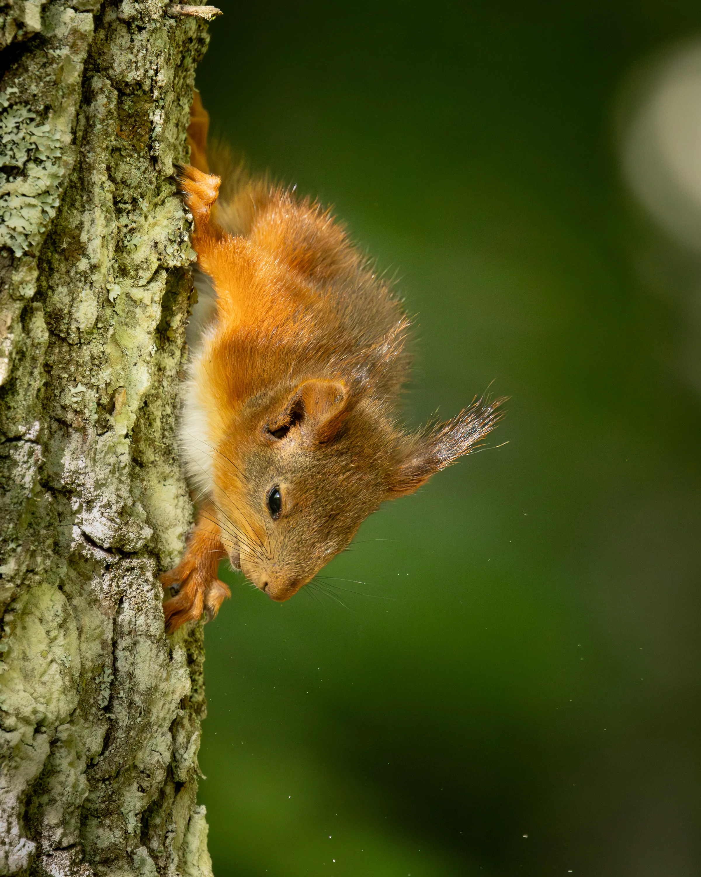 A red squirrel climbing headfirst down a mossy tree trunk