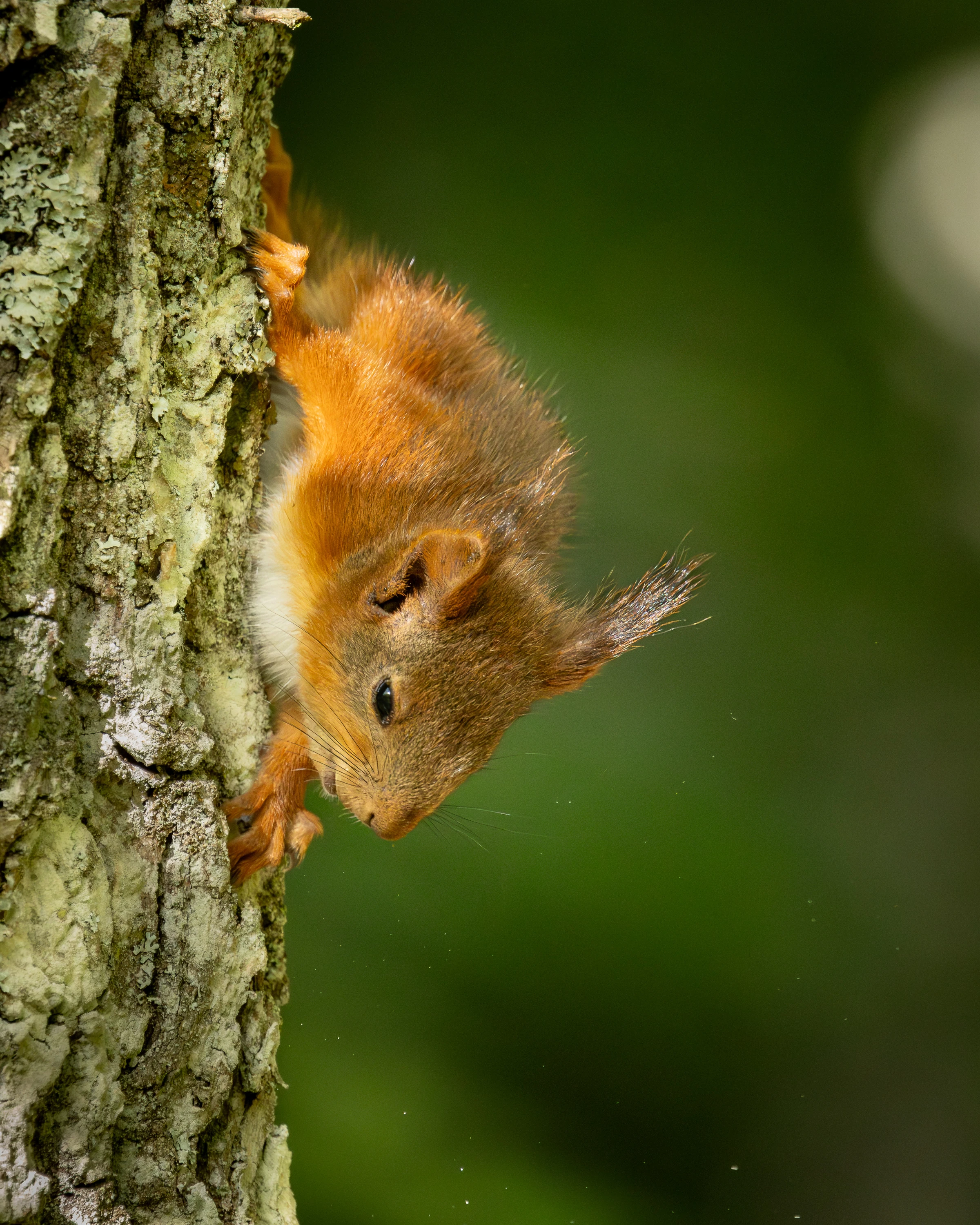 A red squirrel climbing headfirst down a mossy tree trunk