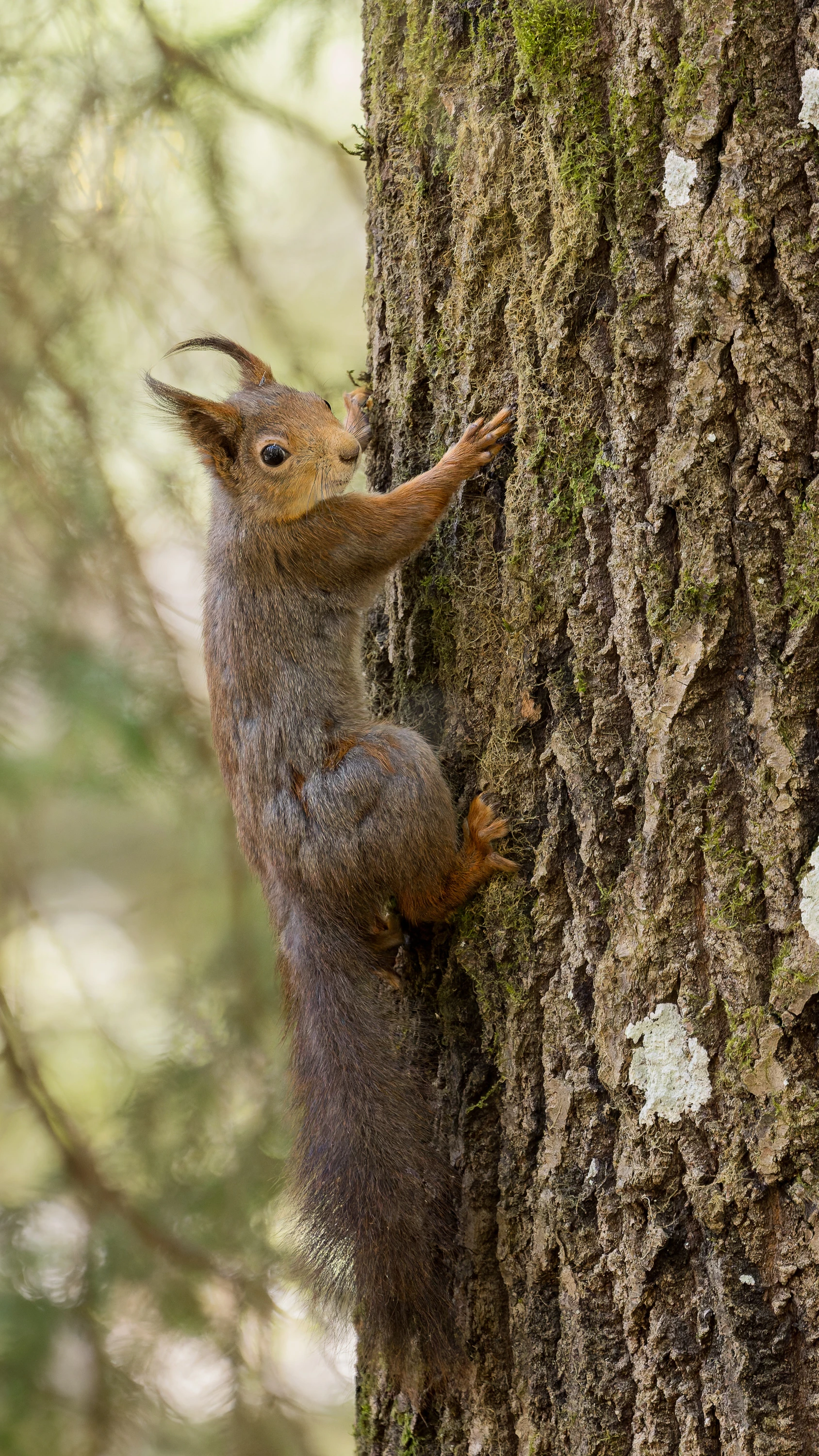 A red squirrel climbing up a moss-covered tree trunk