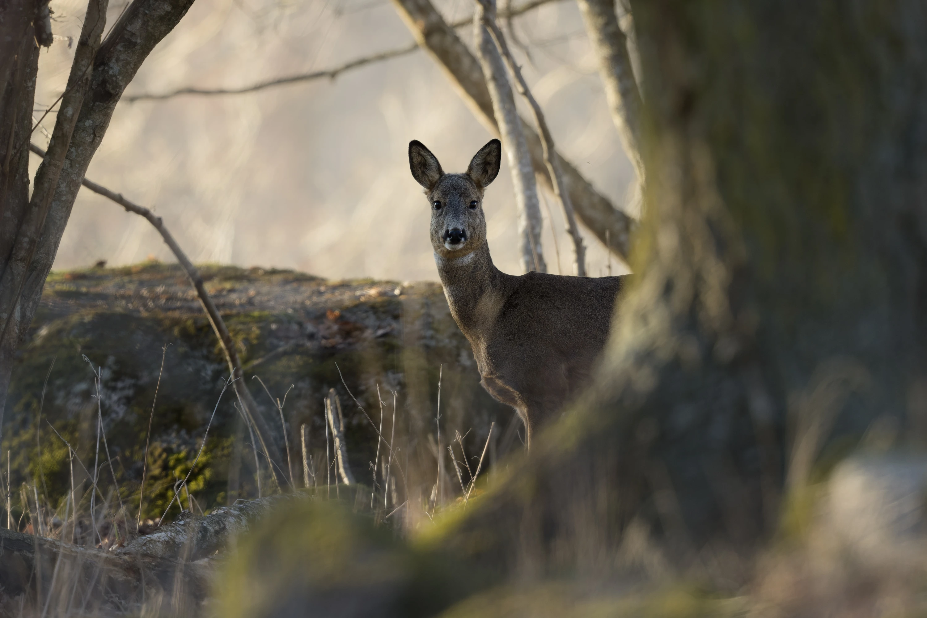A roe deer stands alert among trees in a forest