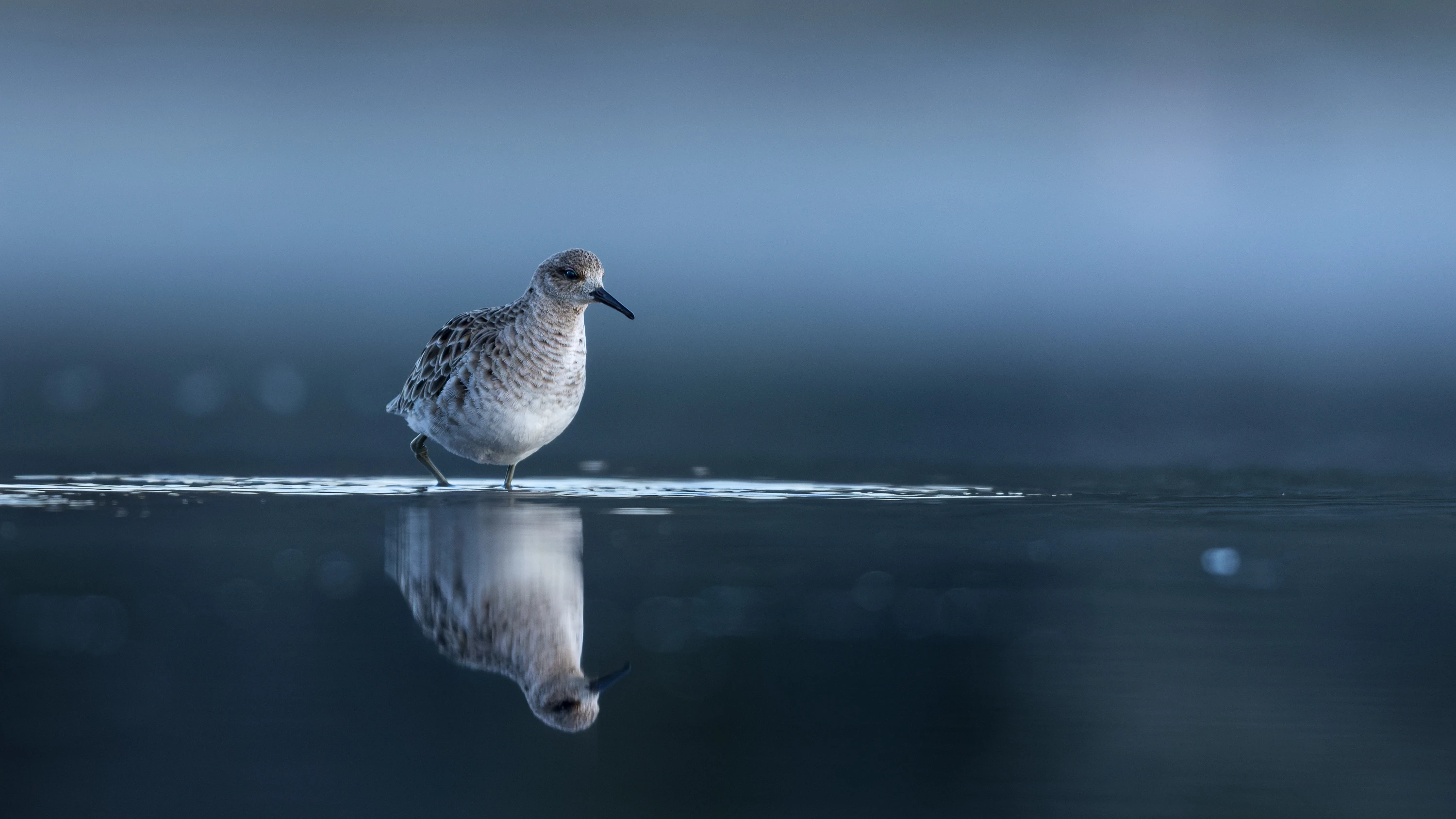A ruff wading in shallow water with its mirror reflection below