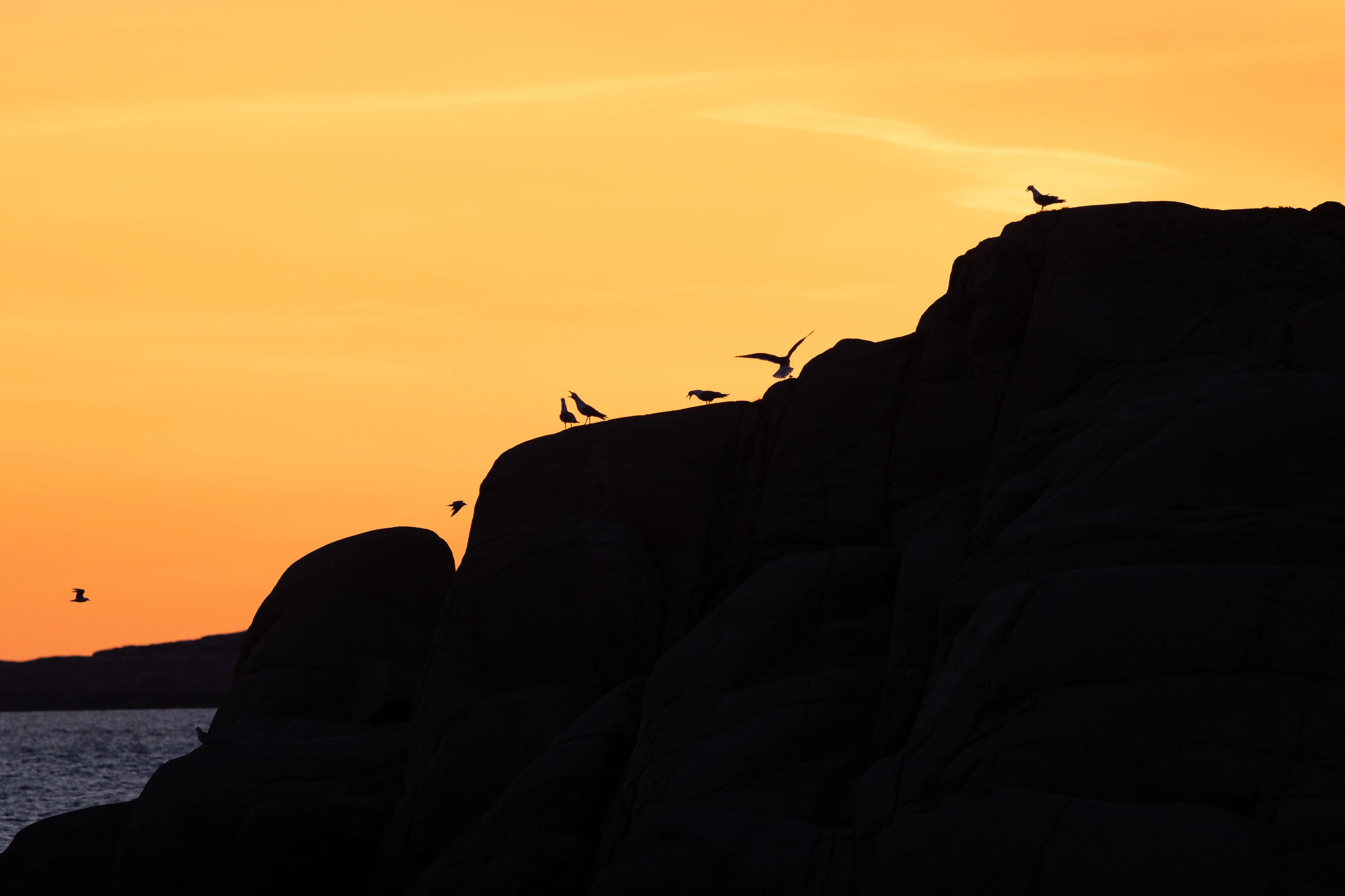 Seagull silhouettes perched on rocky cliffs at sunset — original unedited version
