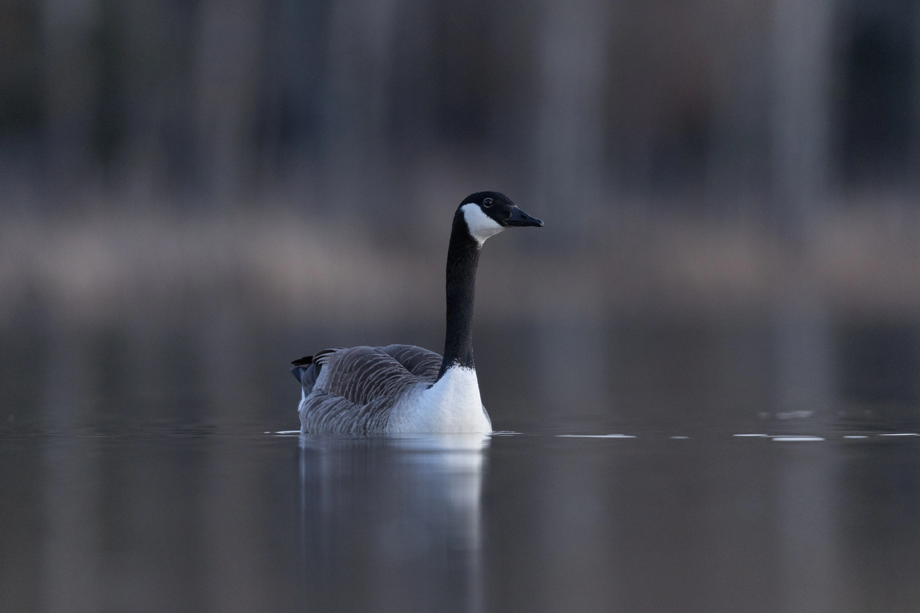 Canada Goose swimming calmly on a still dark lake — original unedited version