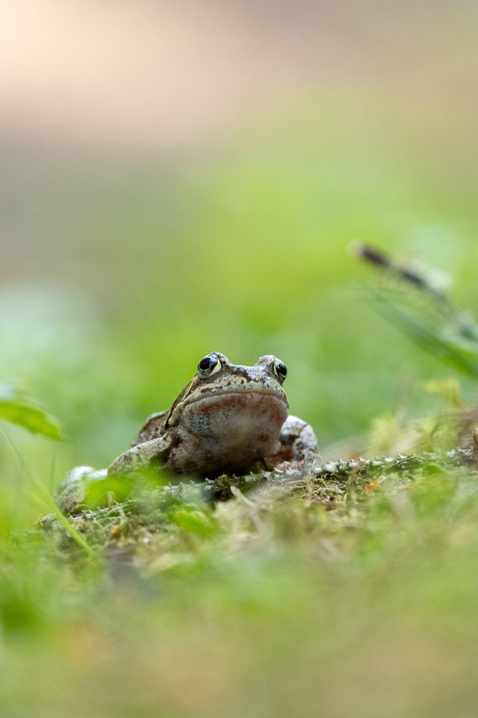 A common frog sitting alert on mossy ground in green vegetation — original unedited version