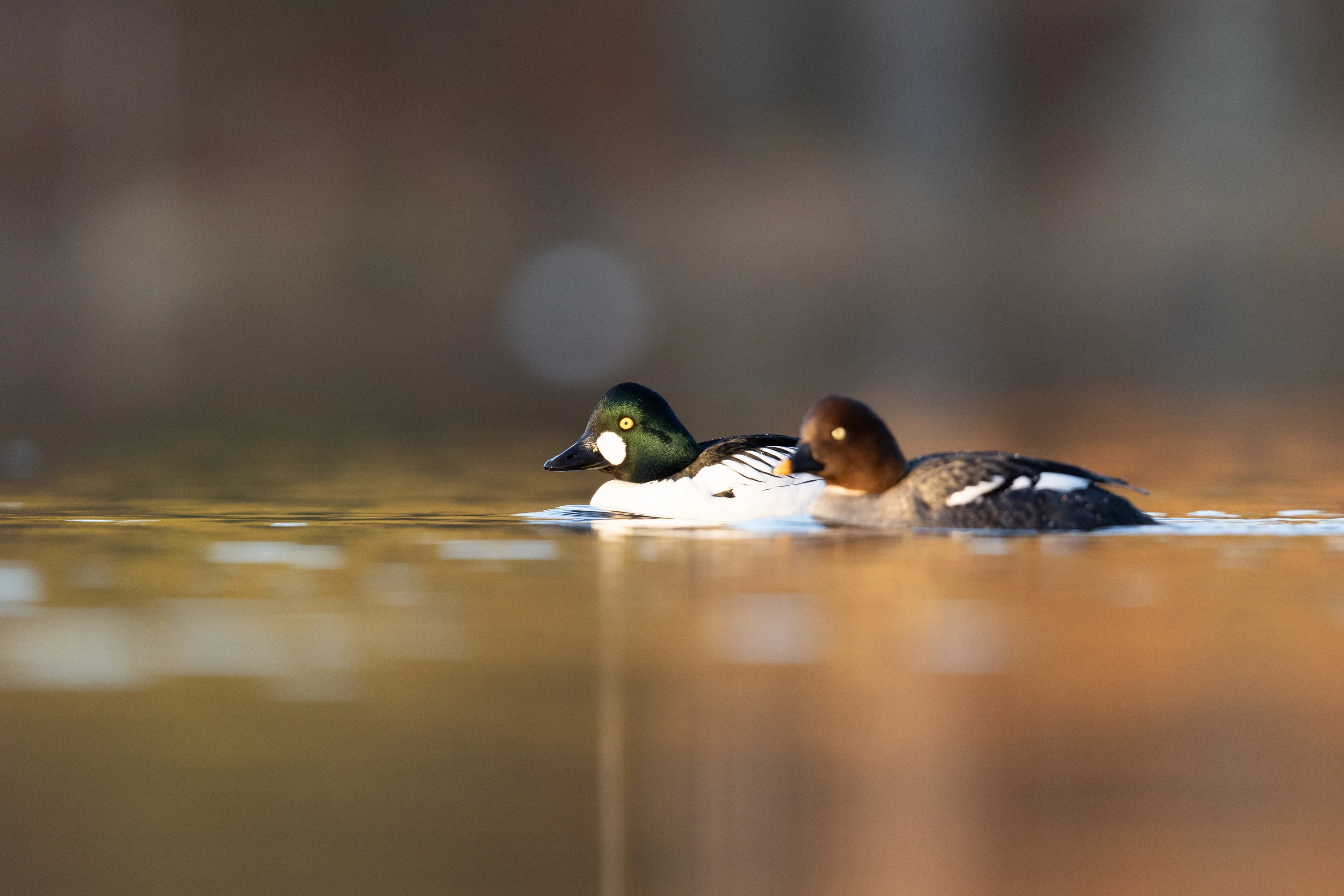 Male and female goldeneye ducks swimming on calm water — original unedited version