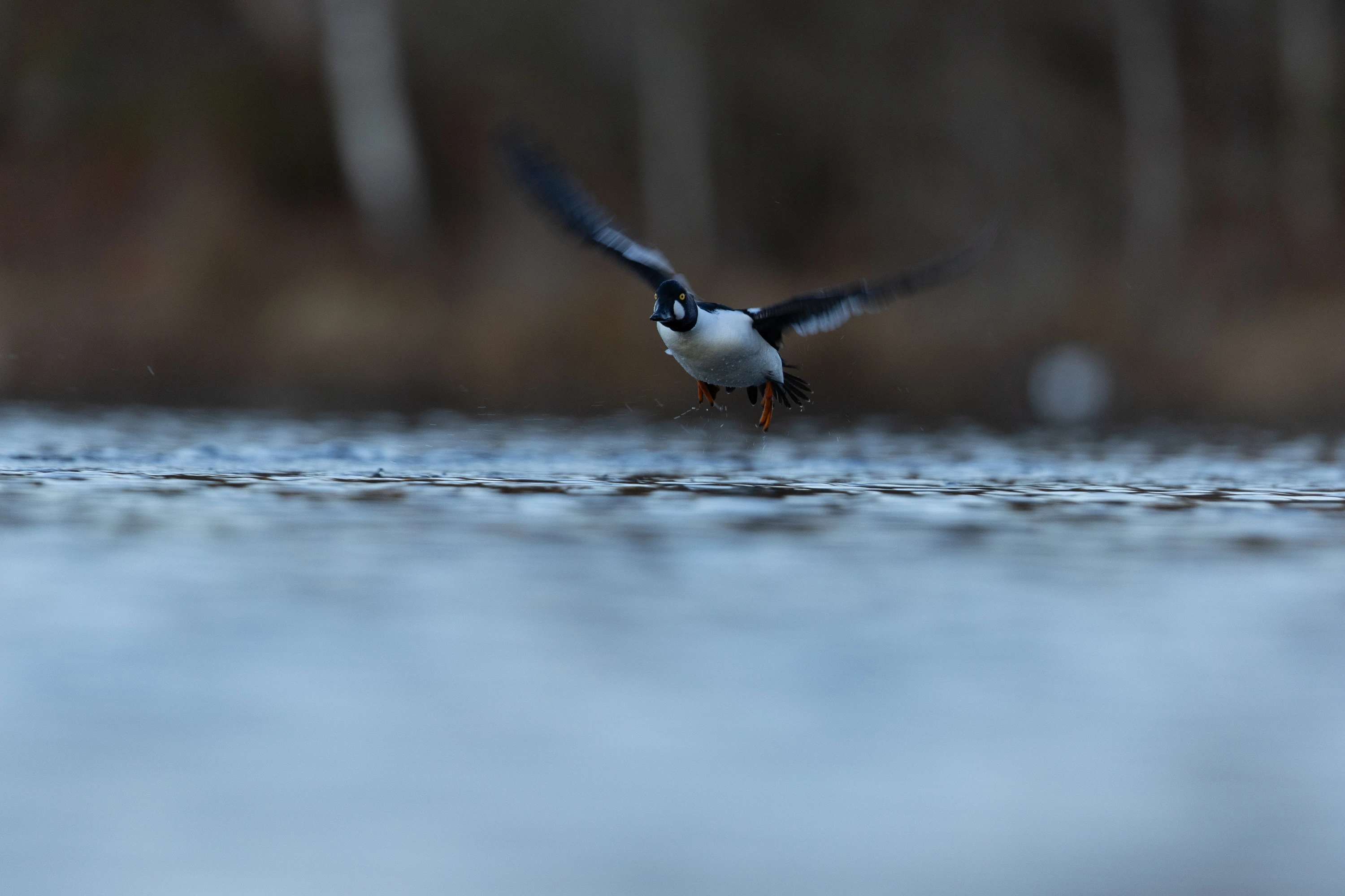 Male goldeneye duck landing on a calm river in winter — original unedited version