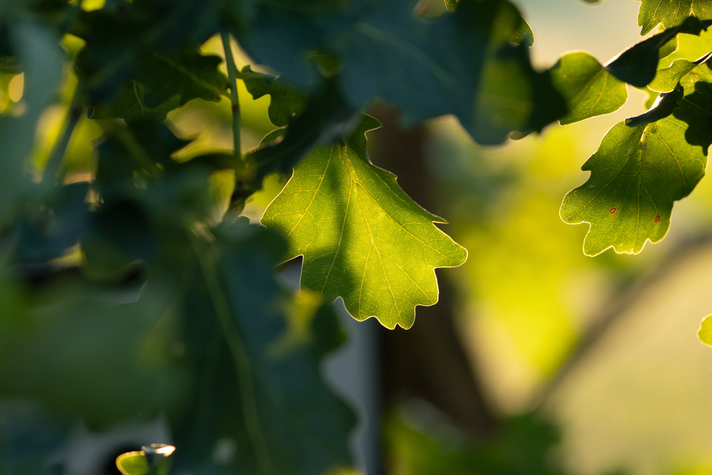 Backlit green oak leaf glowing in golden sunlight — original unedited version