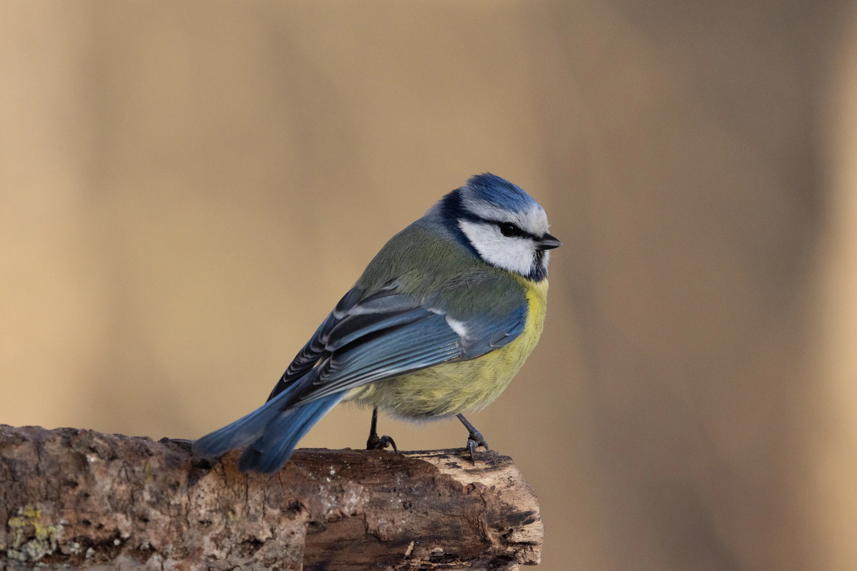 A blue tit perched on a weathered log stump — original unedited version
