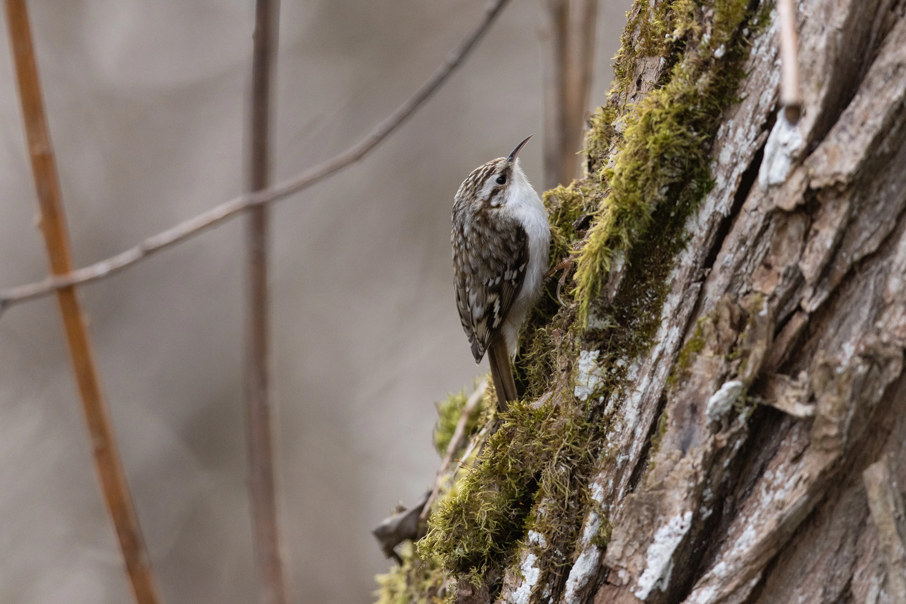 A treecreeper clings to a moss-covered tree trunk, bill raised — original unedited version