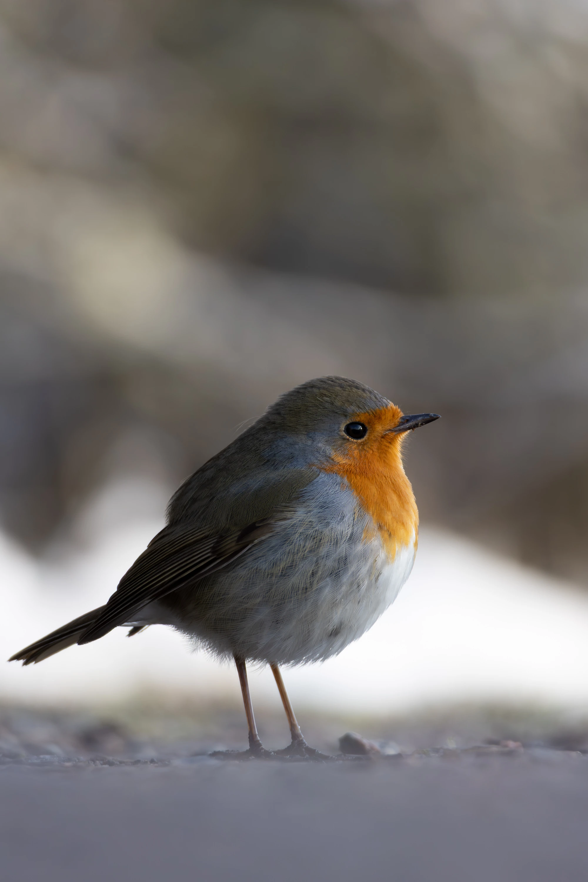 A robin stands alert on sandy ground in soft light — original unedited version