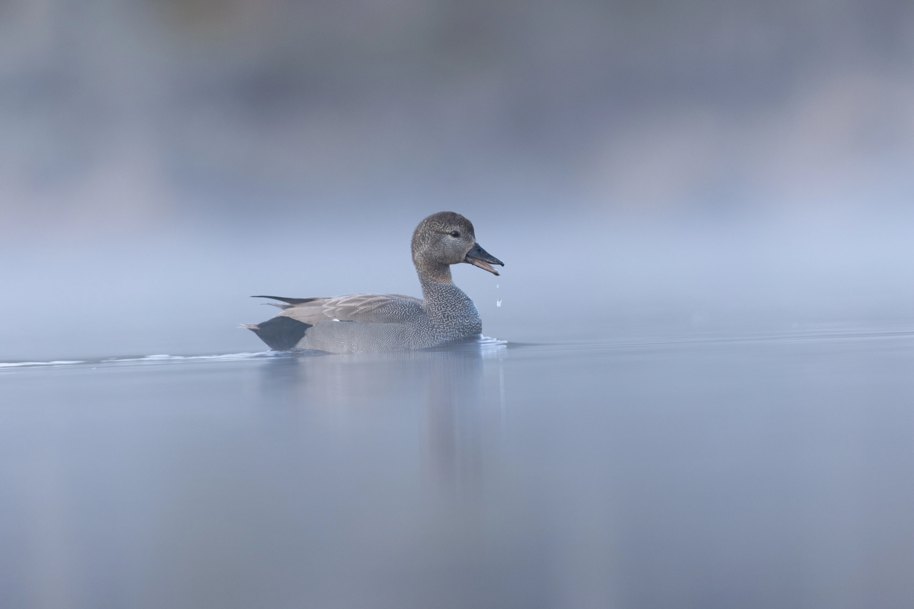 A Gadwall duck swimming on calm misty blue water — original unedited version