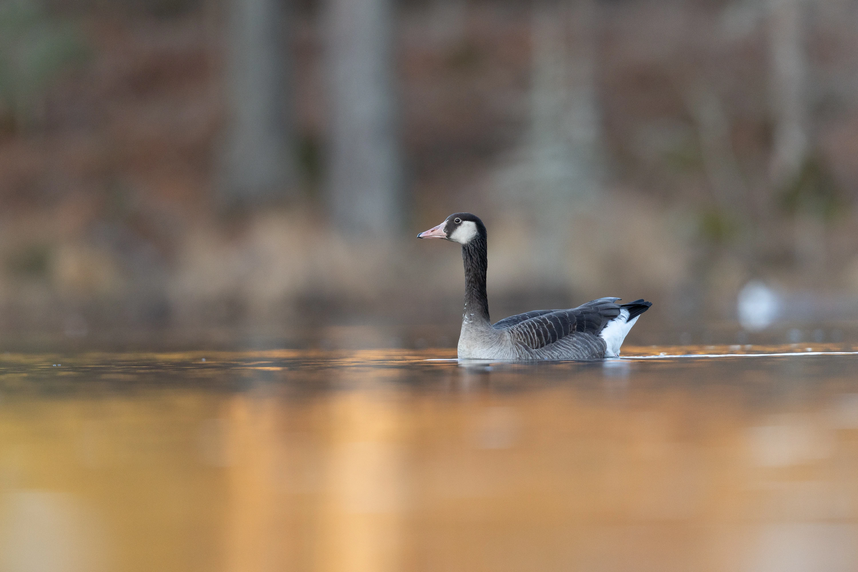A Canada Goose and Greylag Goose hybrid swimming calmly on a golden-lit lake — original unedited version