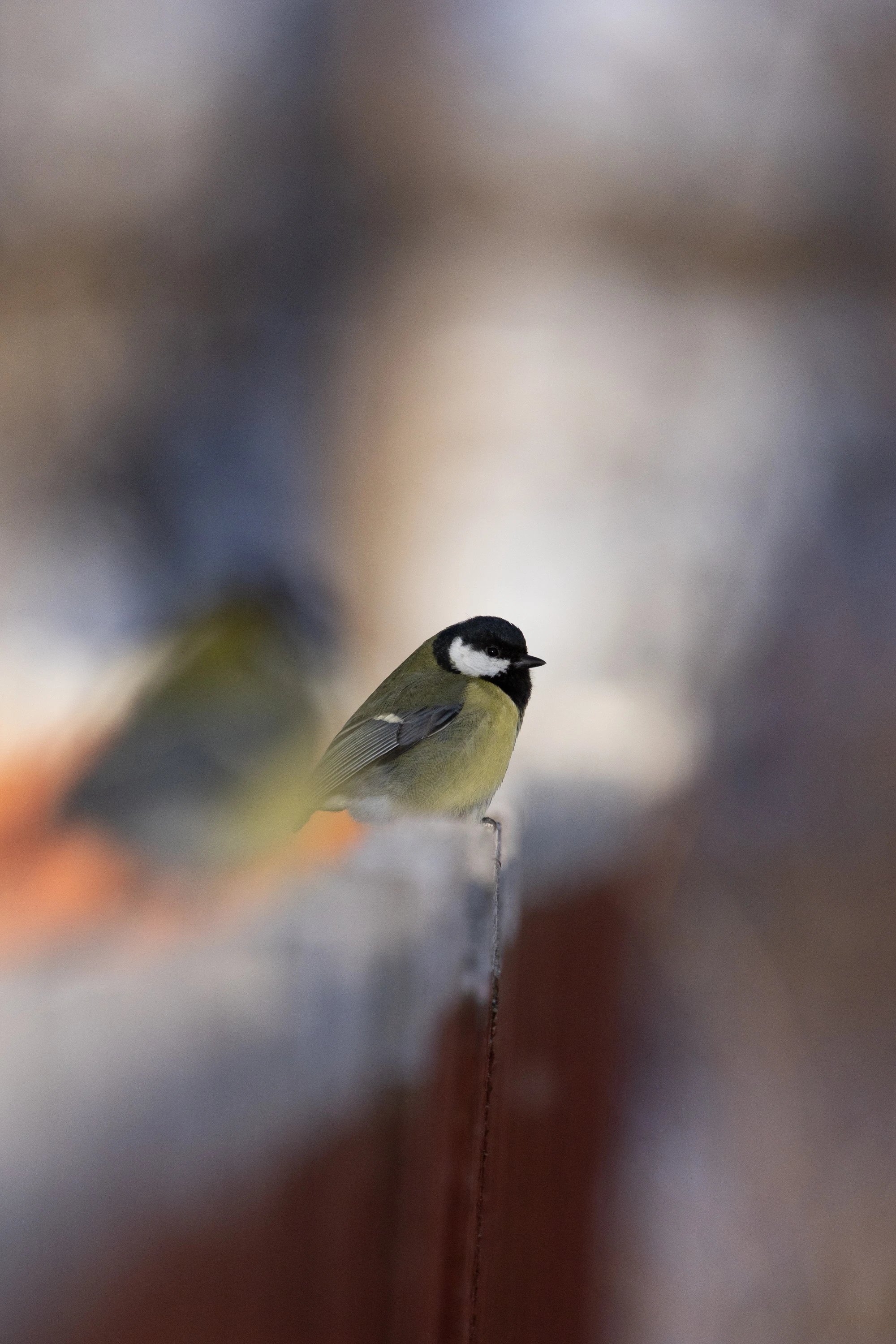 A Great Tit perched on a snowy fence in winter — original unedited version