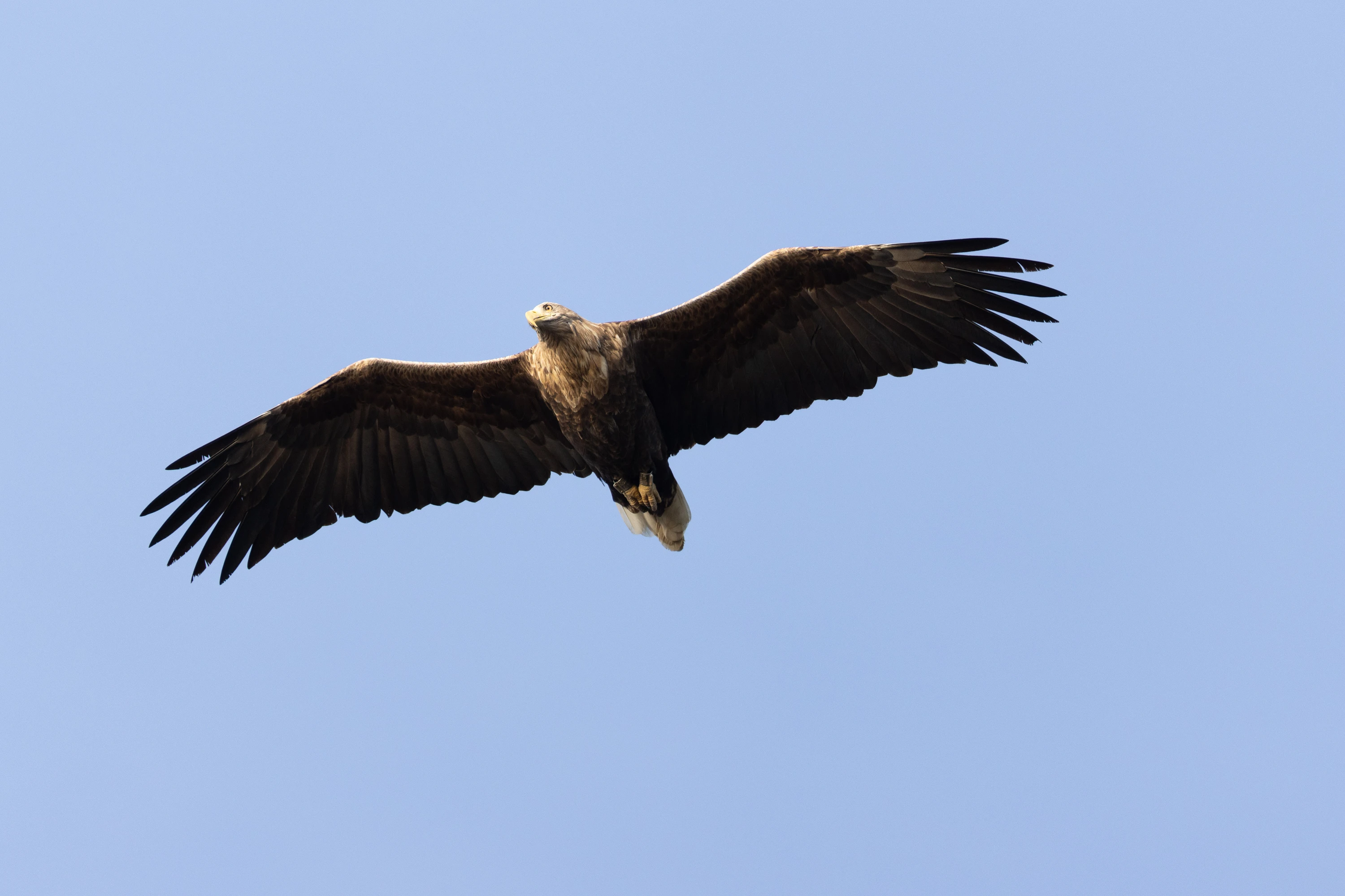 A white-tailed eagle soars with wings spread against a clear blue sky — original unedited version