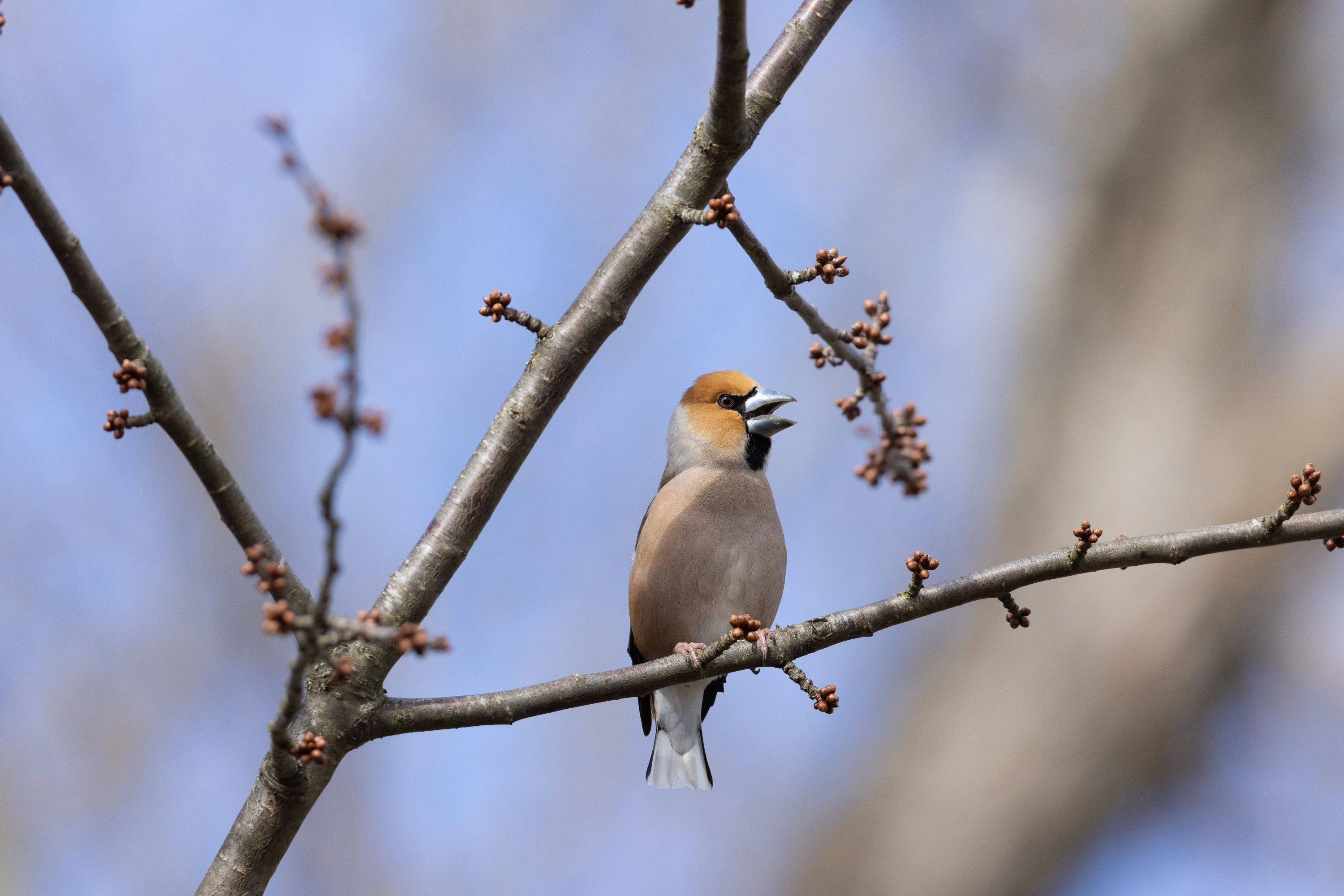 A Hawfinch perched on a budding branch against blue sky — original unedited version