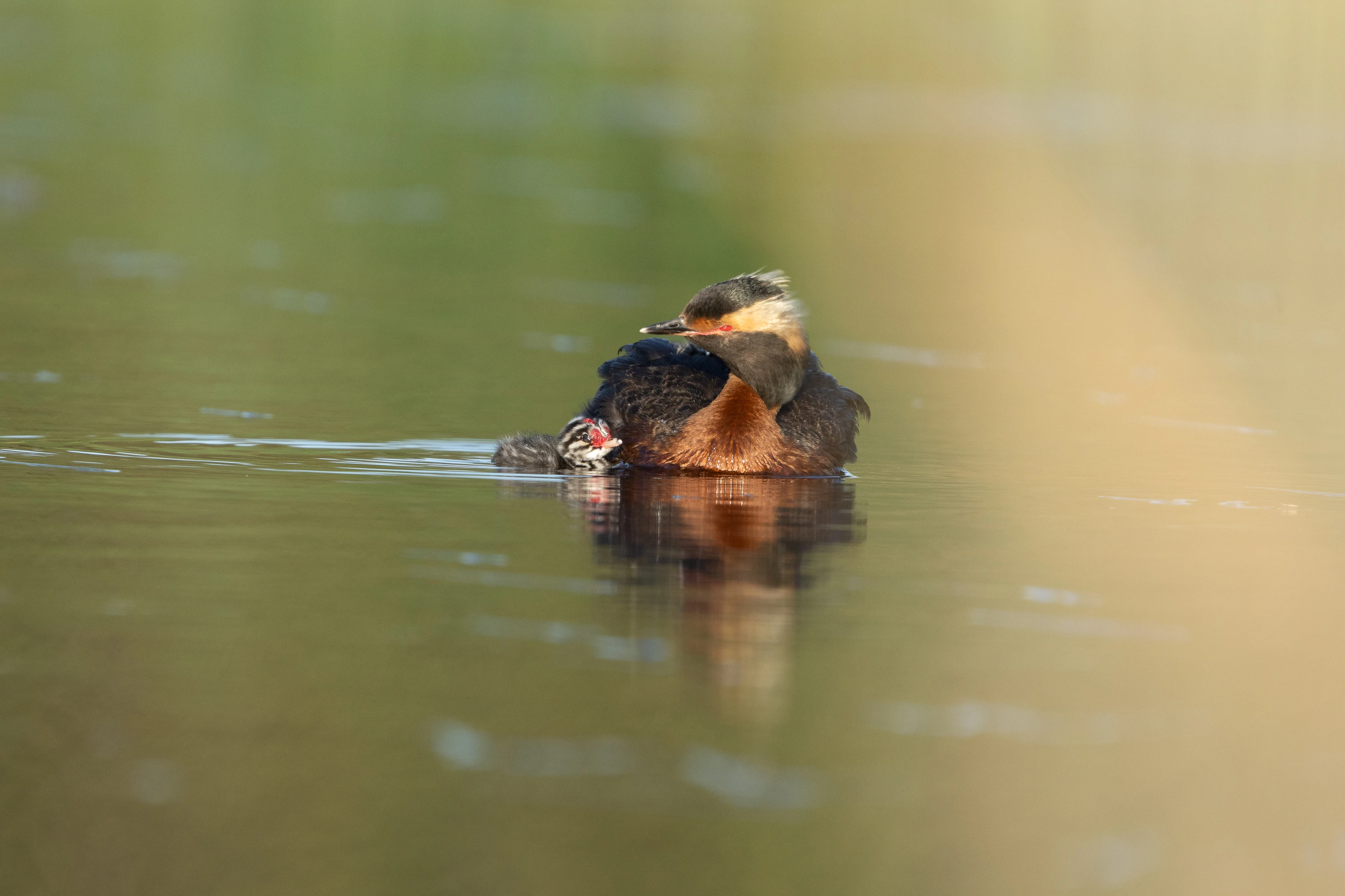 Adult Horned Grebe with striped chick on calm water — original unedited version
